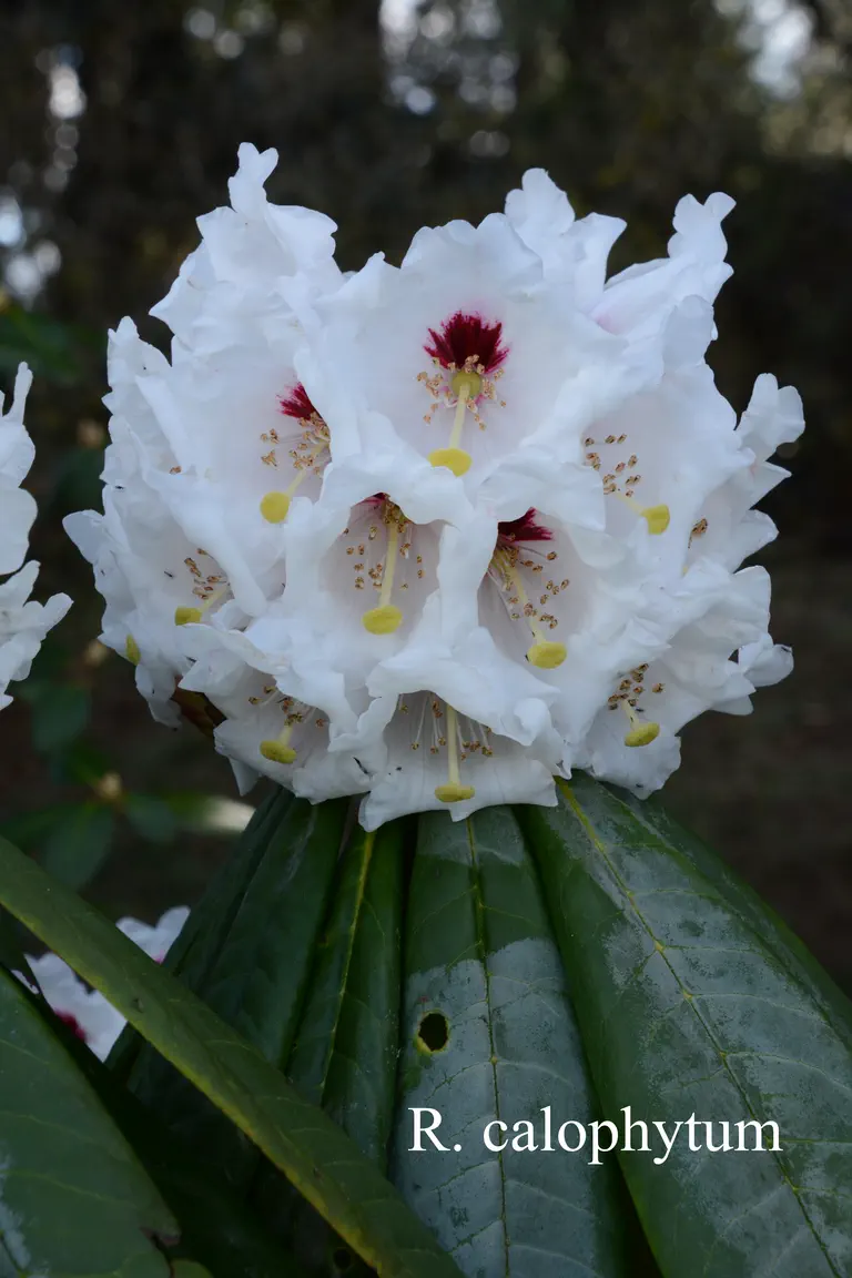 Photo of R. calophytum var calophytum, Species