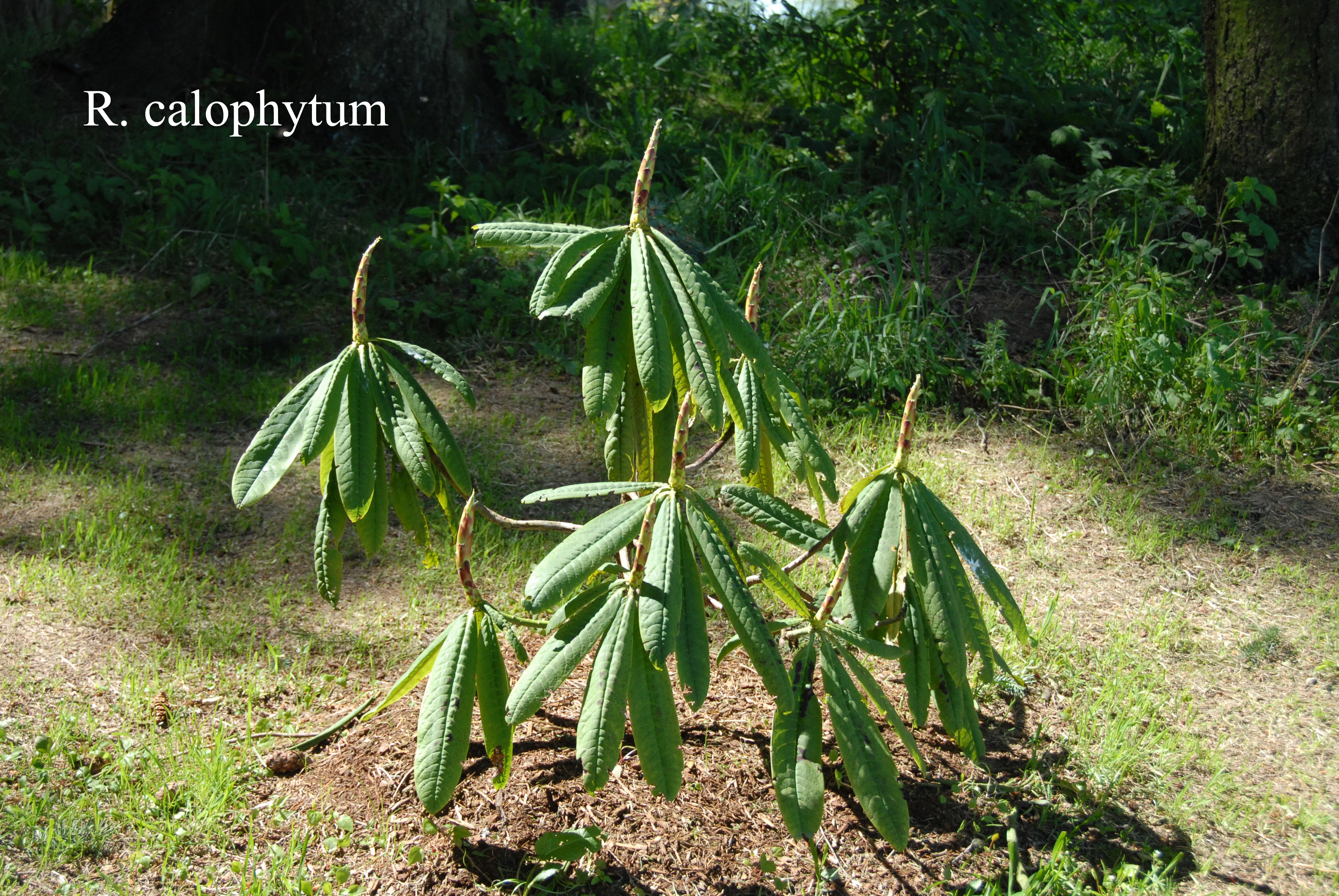 Rhododendron calophytum var calophytum photo