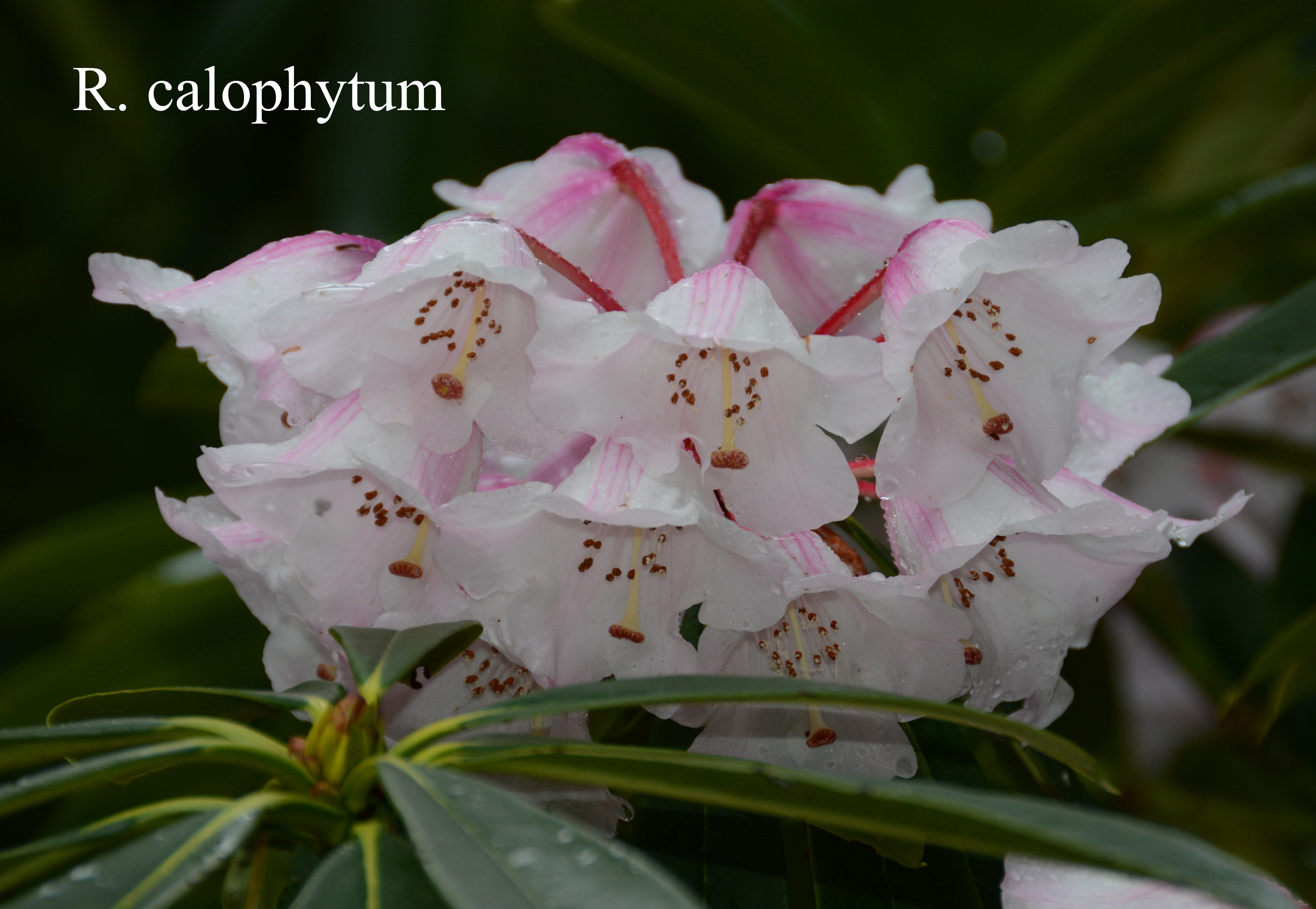 Rhododendron calophytum var calophytum photo
