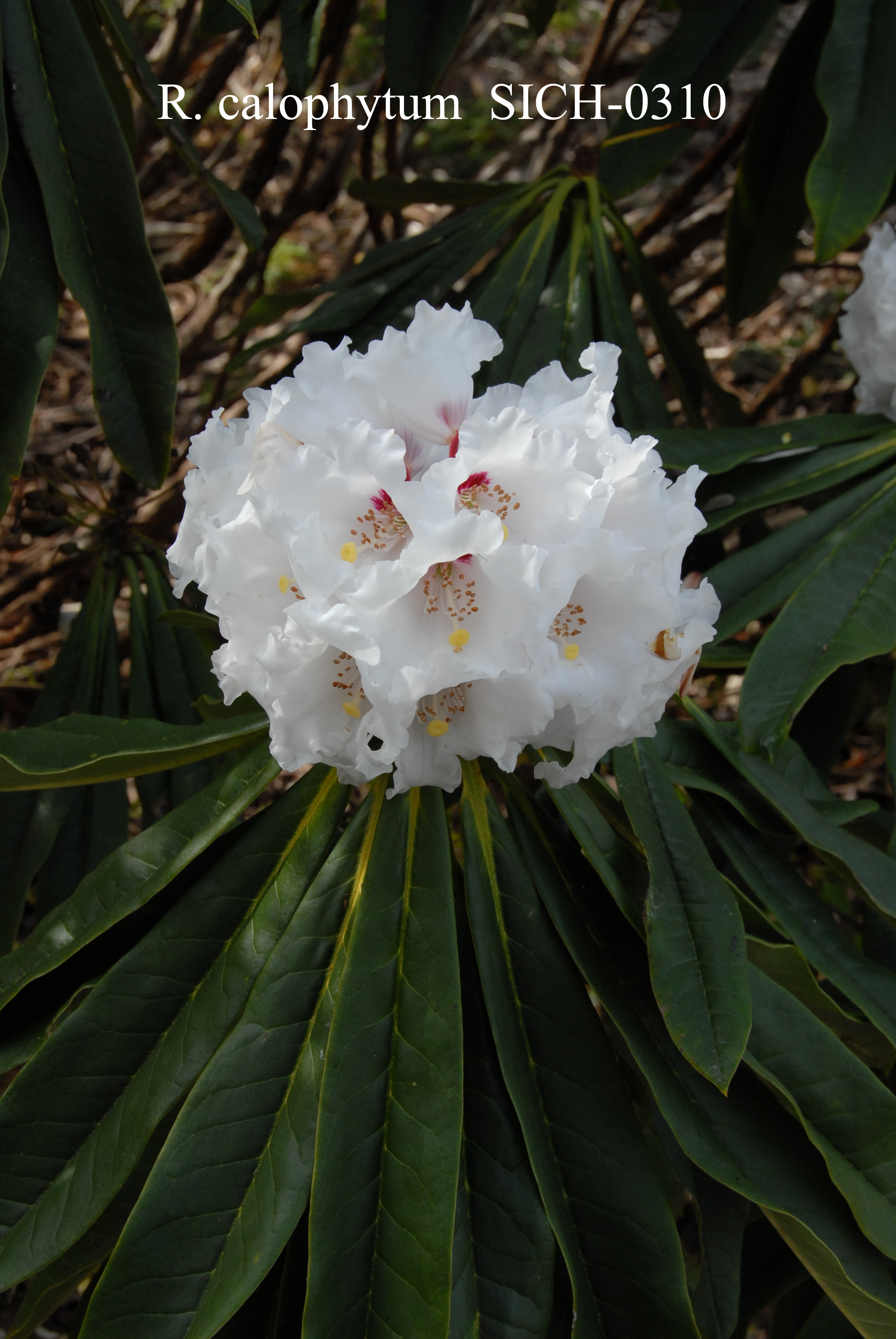 Rhododendron calophytum var calophytum photo