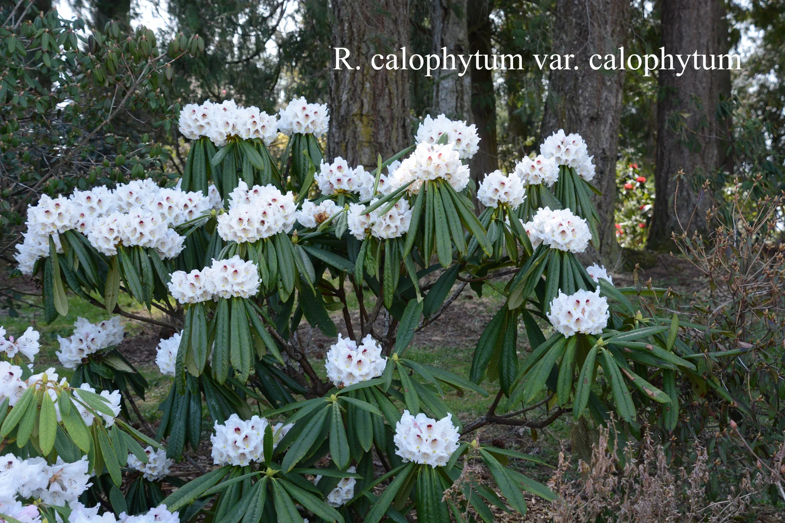 R. calophytum var calophytum photo of R. calophytum var calophytum. Location: Fearing's Farm Nursery, Abbotsford, BC, Canada. Photo by: Harold Fearing