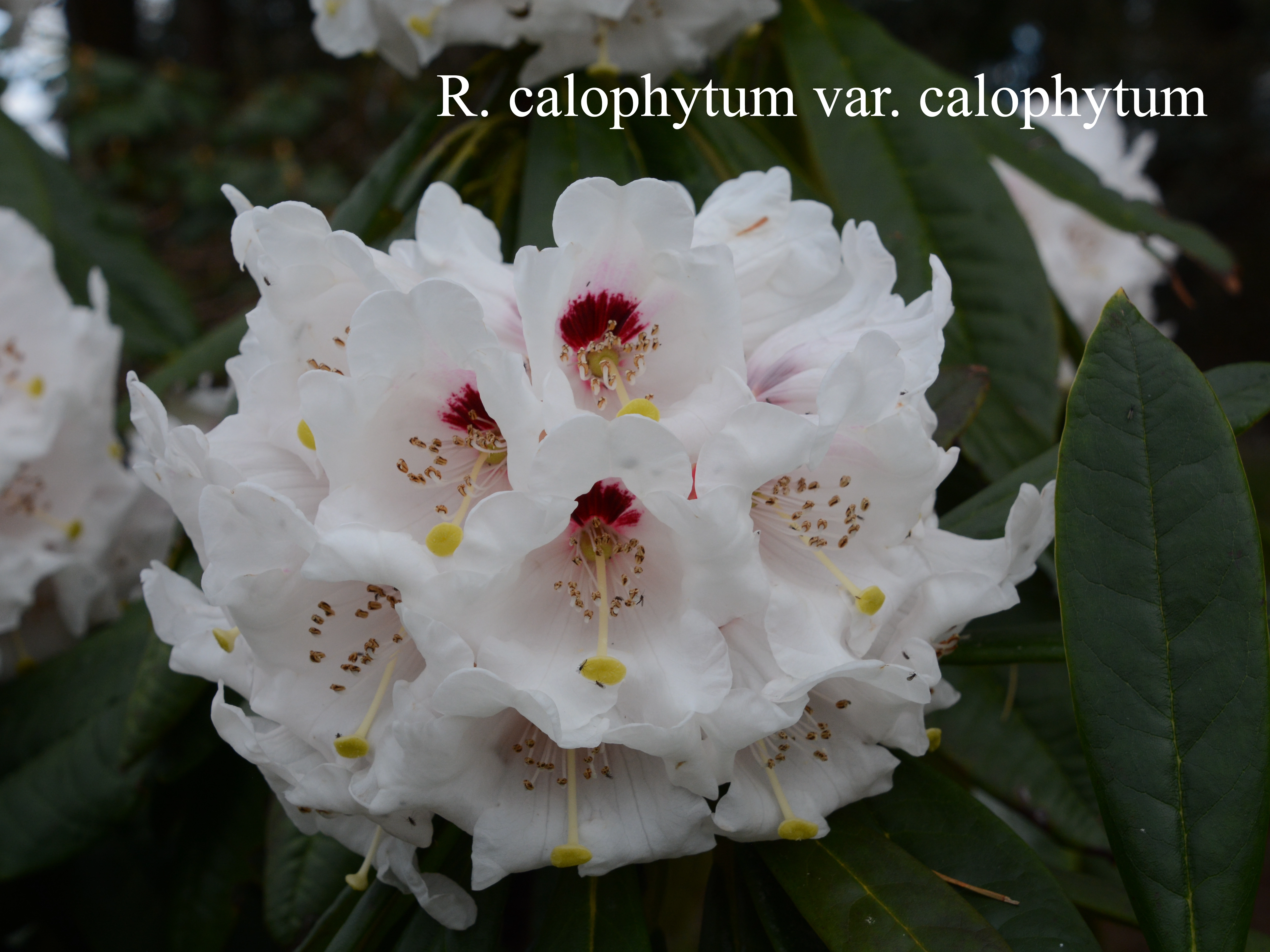 Rhododendron calophytum var calophytum photo