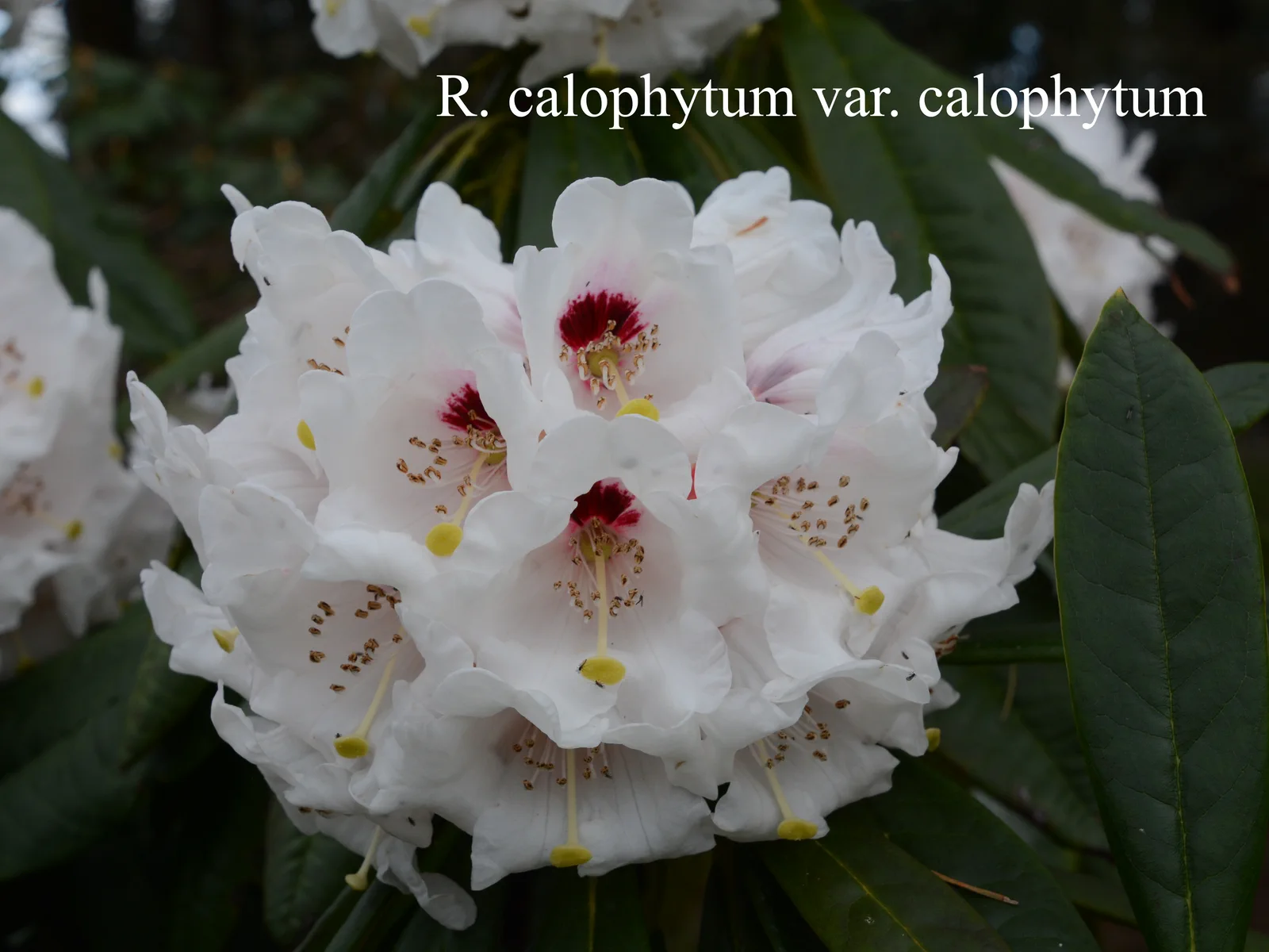 R. calophytum var calophytum photo of R. calophytum var calophytum. Location: Fearing's Farm Nursery, Abbotsford, BC, Canada. Photo by: Harold Fearing