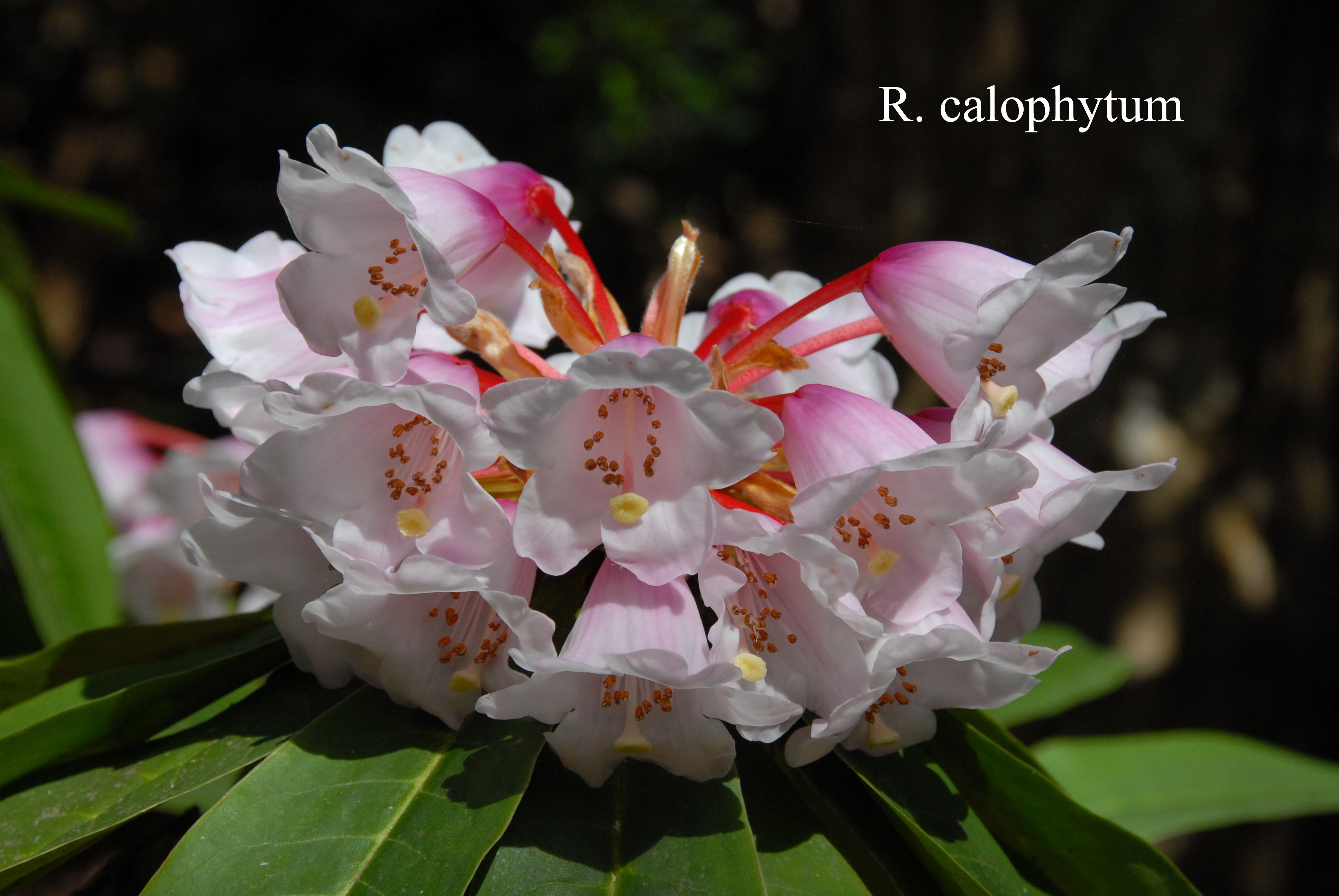 Rhododendron calophytum var calophytum photo