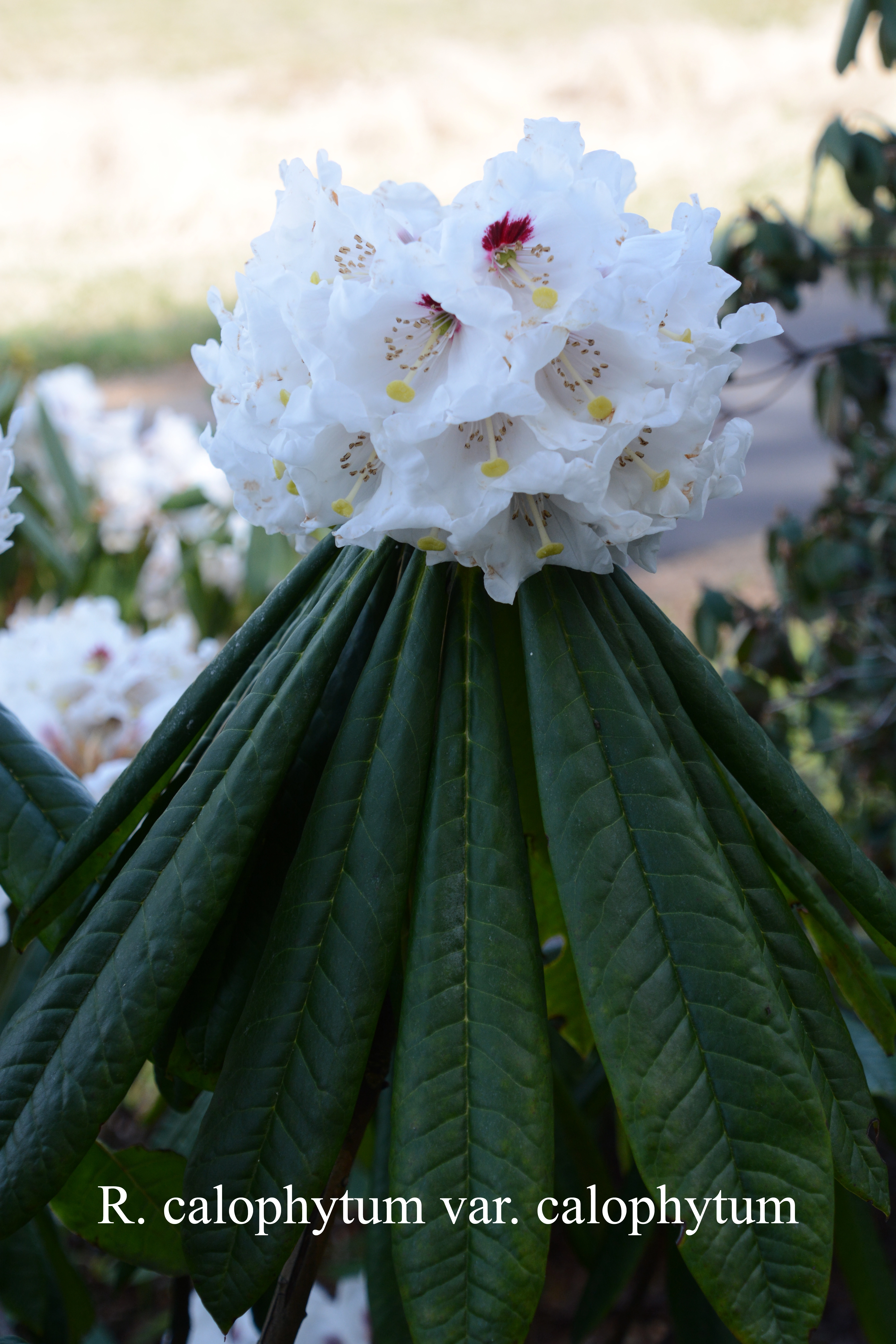 Rhododendron calophytum var calophytum photo