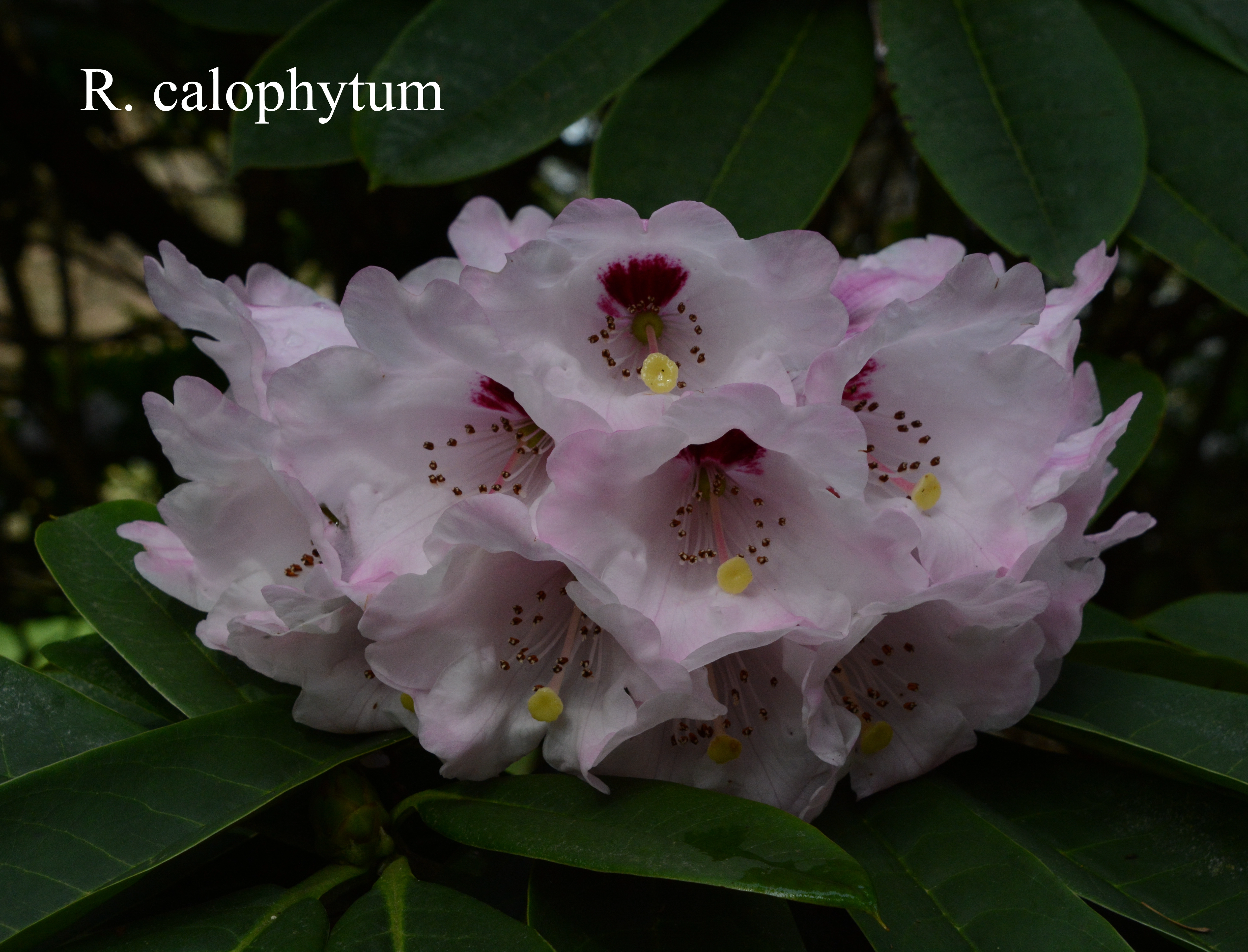 Rhododendron calophytum var calophytum photo