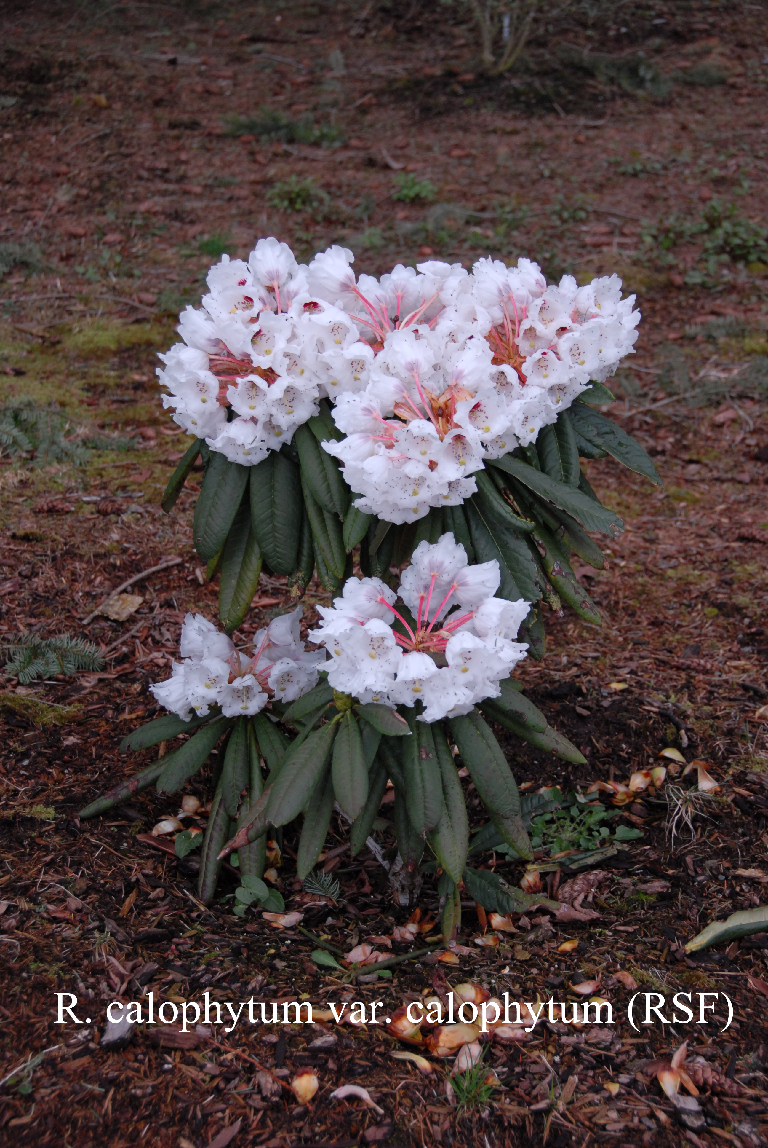 Rhododendron calophytum var calophytum photo