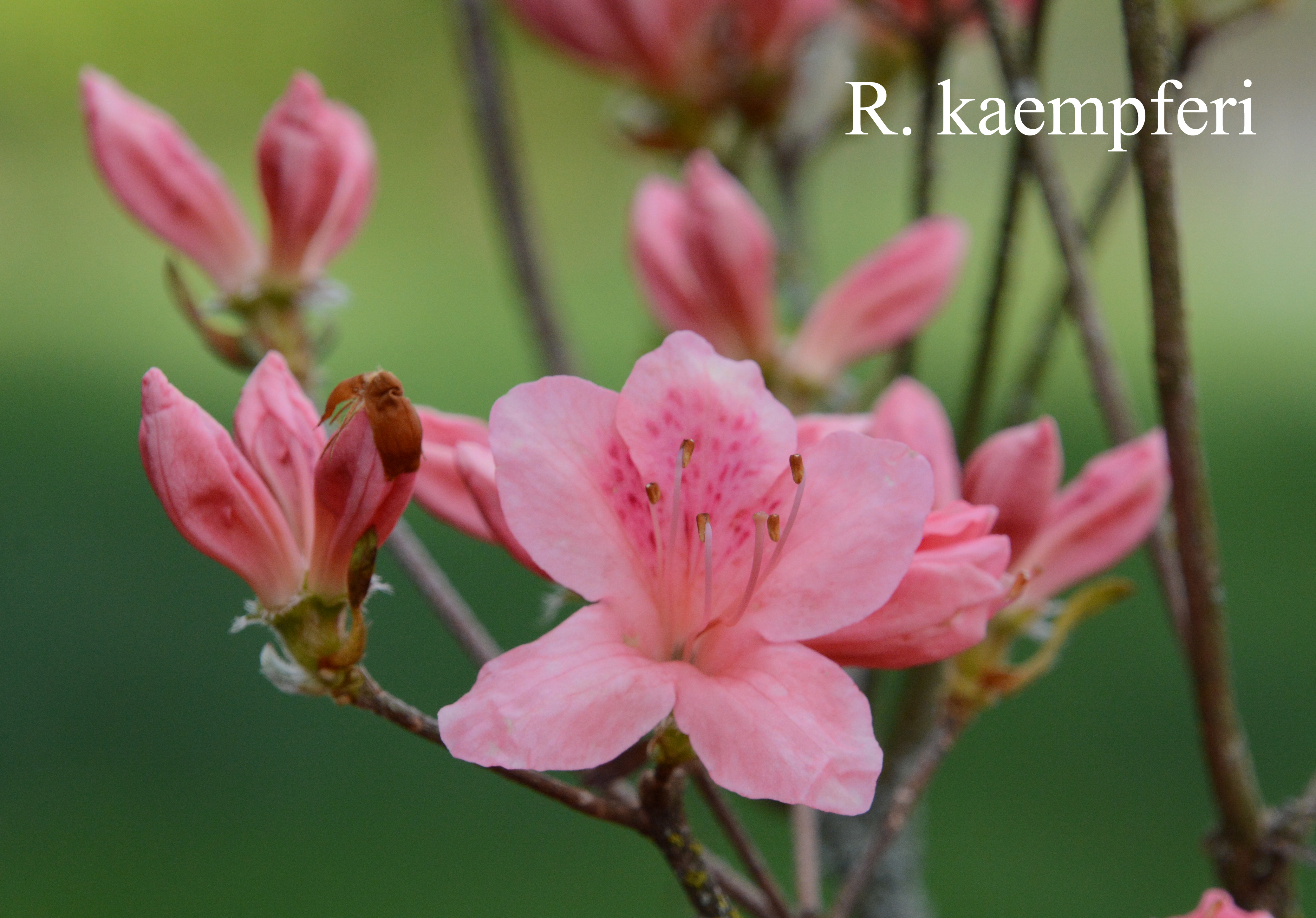 Rhododendron kaempferi photo