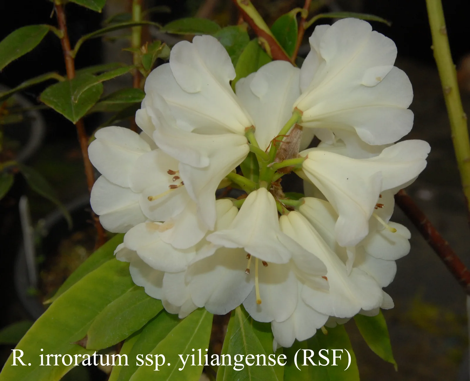R. irroratum ssp yiliangense photo of R. irroratum ssp yiliangense. RSF. Location: Fearing's Farm Nursery, Abbotsford, BC, Canada. Photo by: Harold Fearing