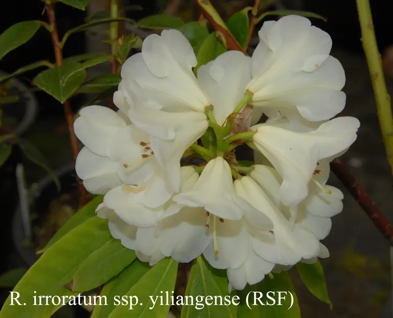 Photo of R. irroratum ssp yiliangense, Species