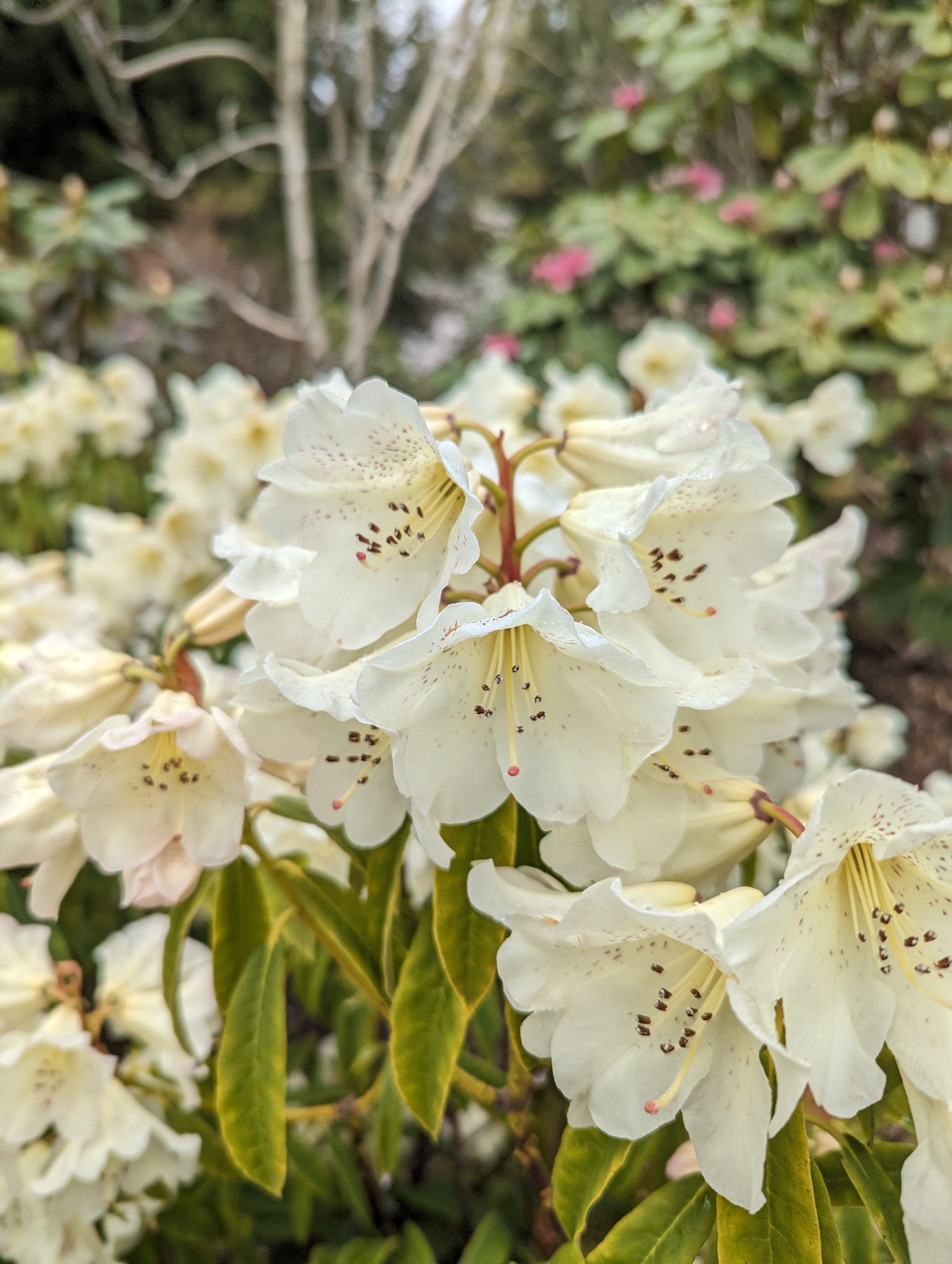Rhododendron irroratum ssp yiliangense photo