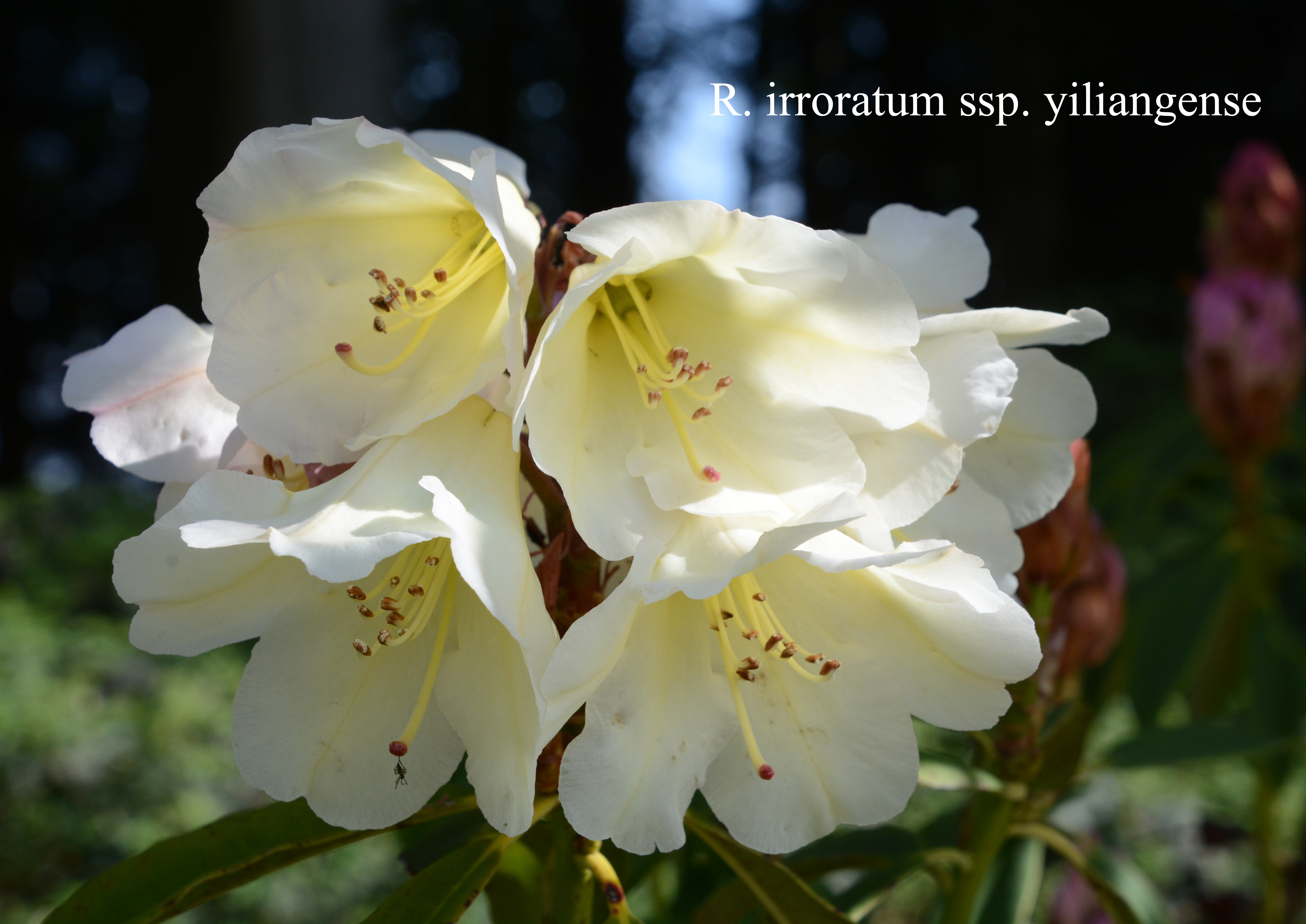 Rhododendron irroratum ssp yiliangense photo