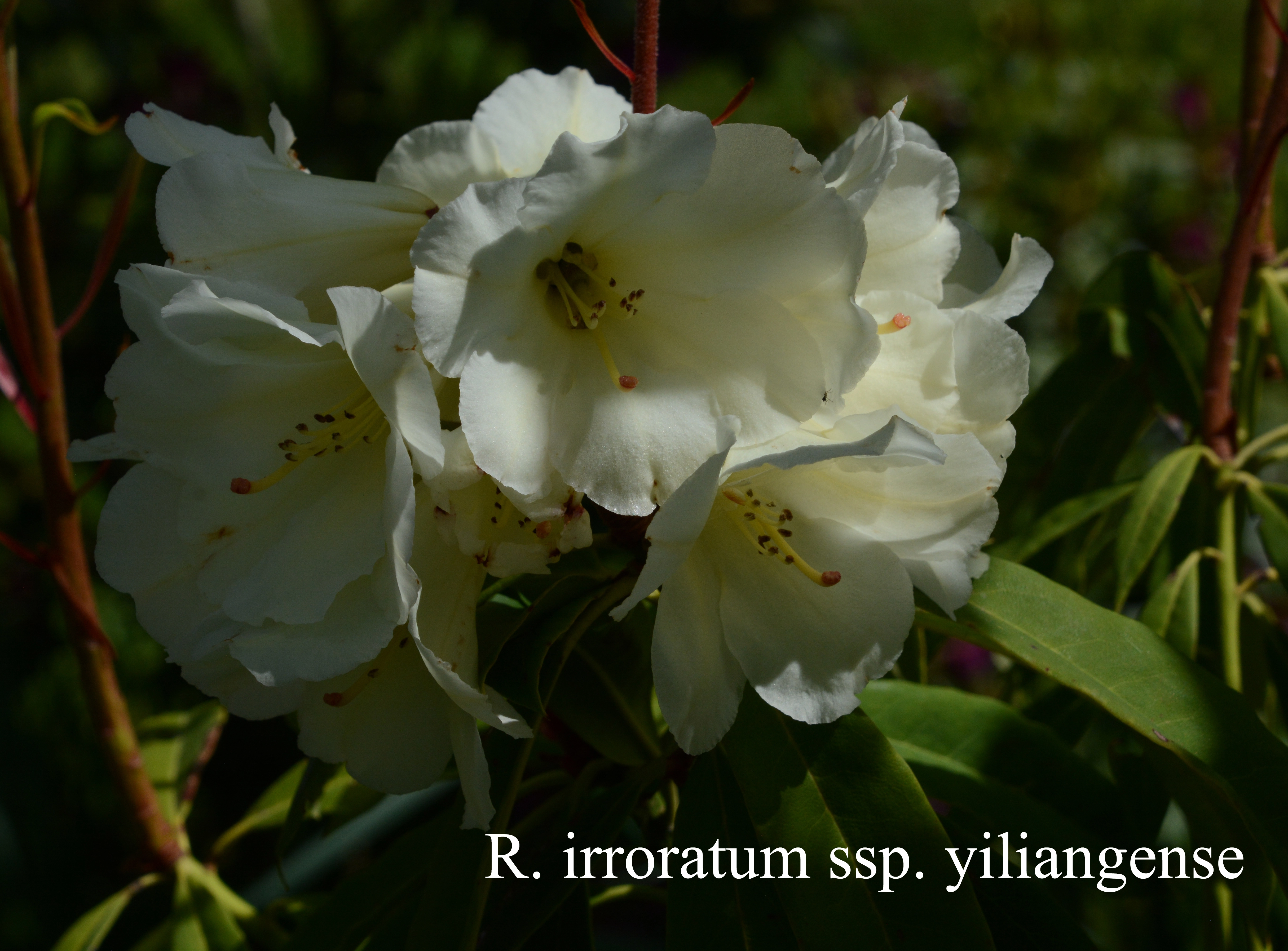 Rhododendron irroratum ssp yiliangense photo