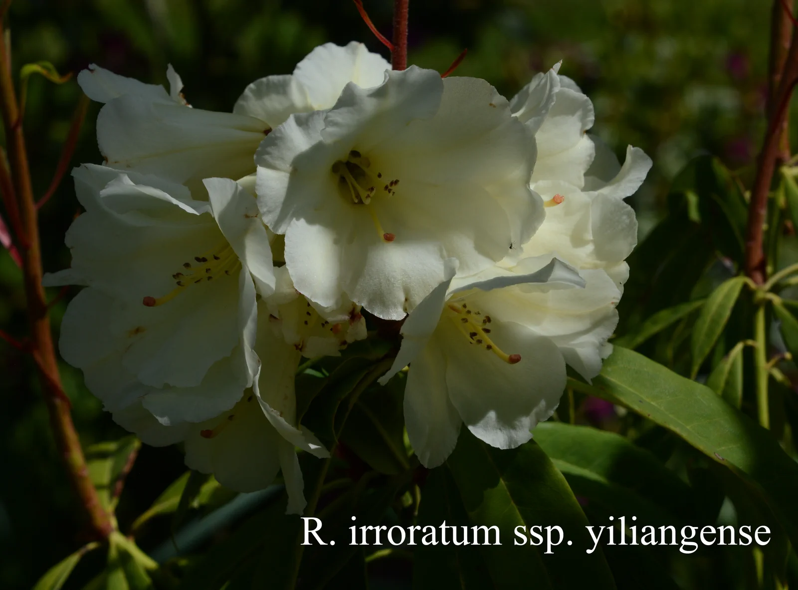R. irroratum ssp yiliangense photo of R. irroratum ssp yiliangense. Location: Fearing's Farm Nursery, Abbotsford, BC, Canada. Photo by: Harold Fearing