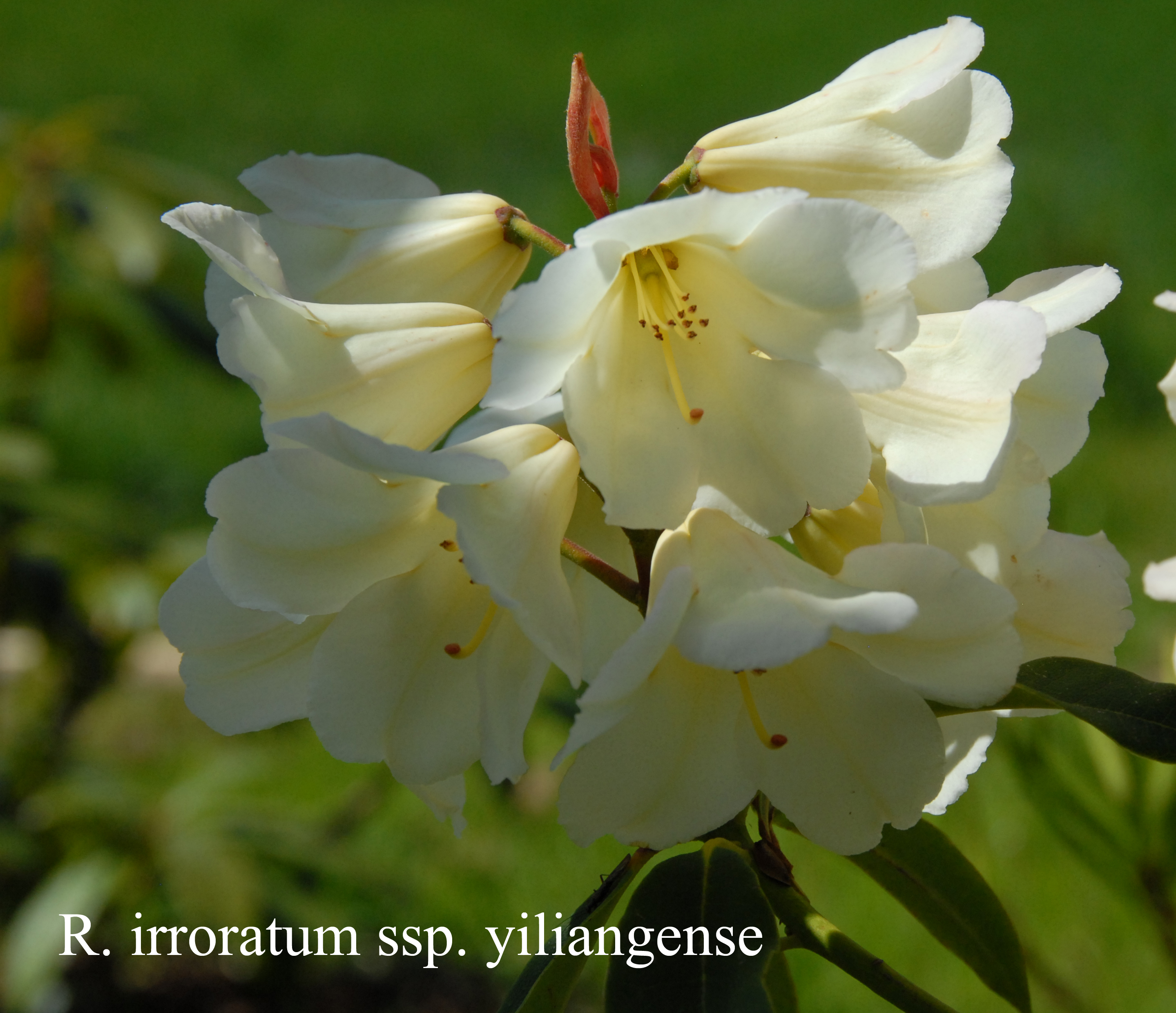 Rhododendron irroratum ssp yiliangense photo