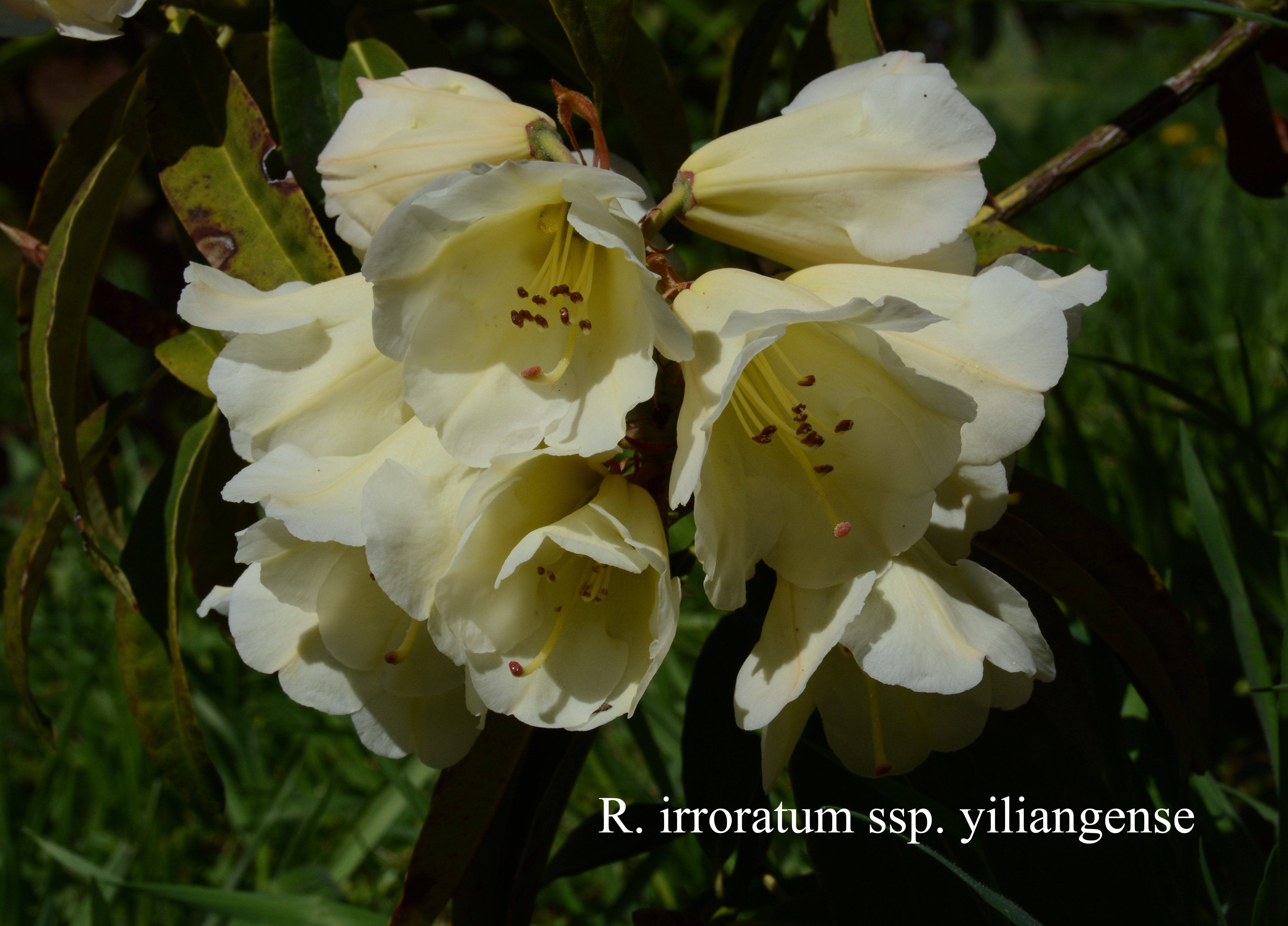 Rhododendron irroratum ssp yiliangense photo