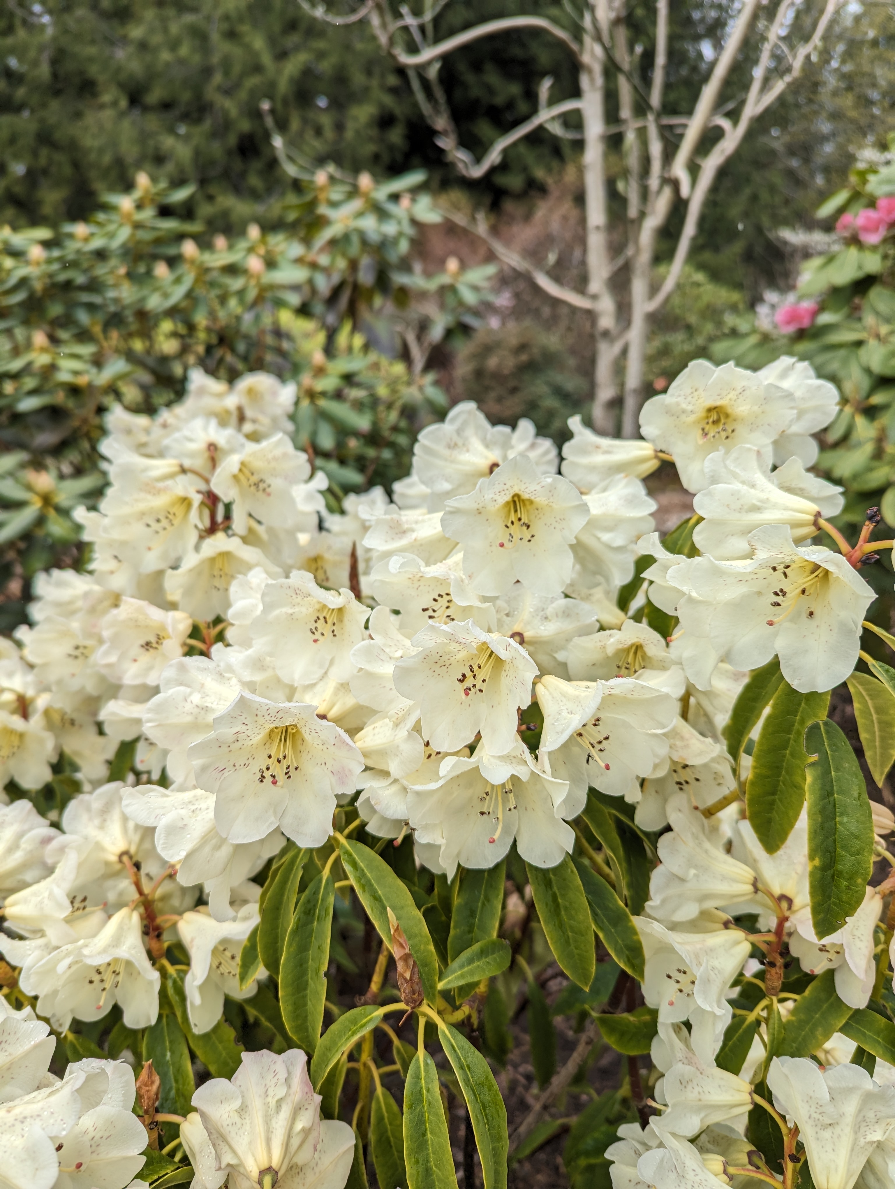 Rhododendron irroratum ssp yiliangense photo
