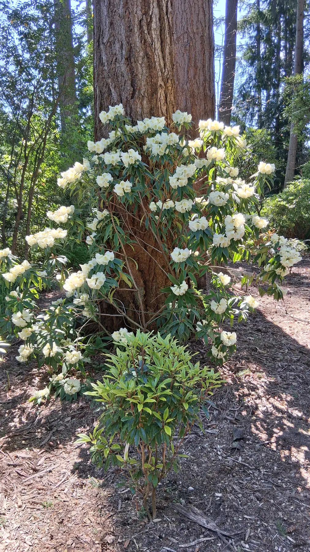 R. irroratum ssp yiliangense photo of R. irroratum ssp yiliangense. (plant closer to the tree) Shows habit and truss shape.. Location: Rhododendron Species Botanical Garden. Photo by: Thatrhodylady