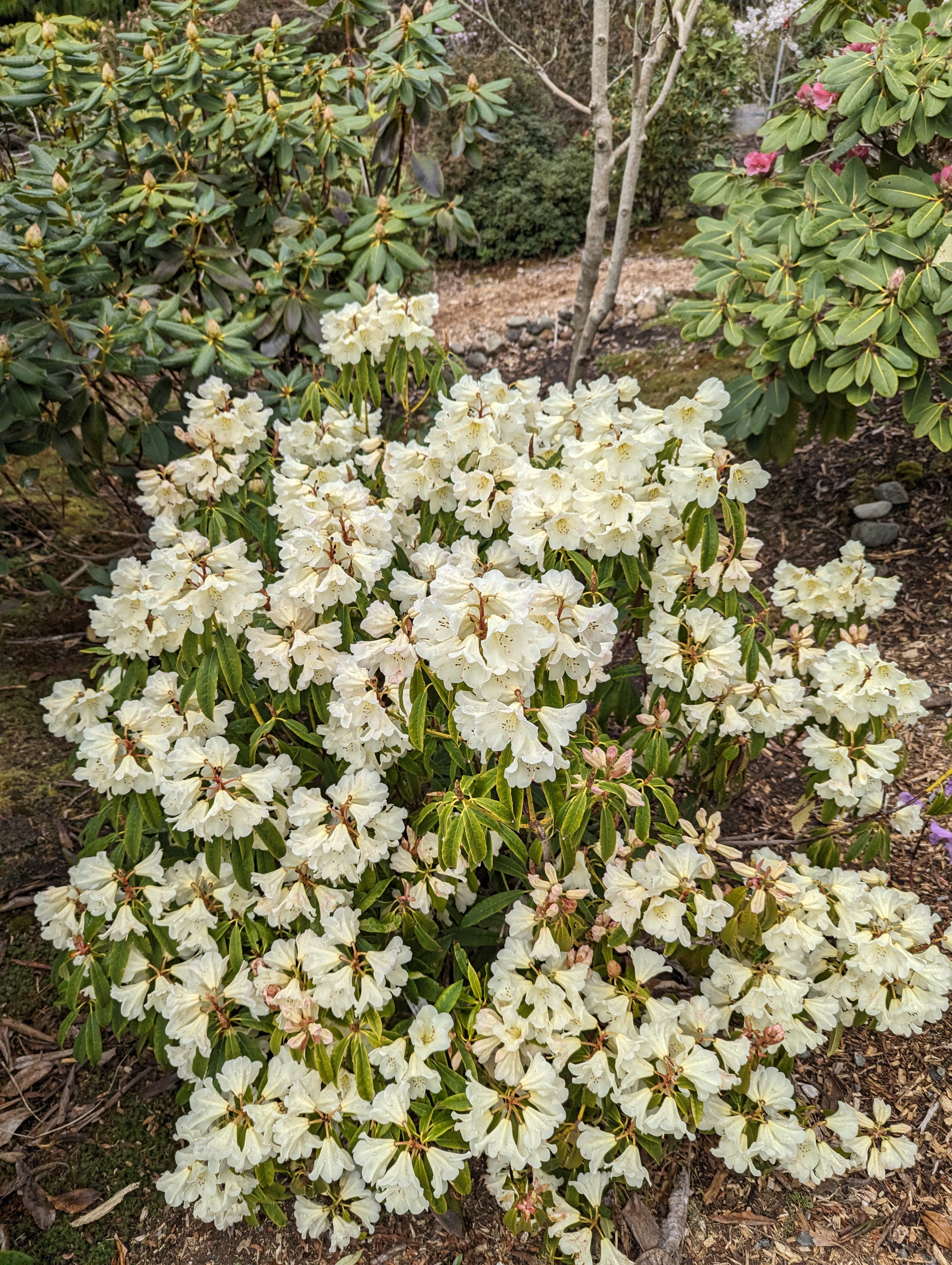 Rhododendron irroratum ssp yiliangense photo