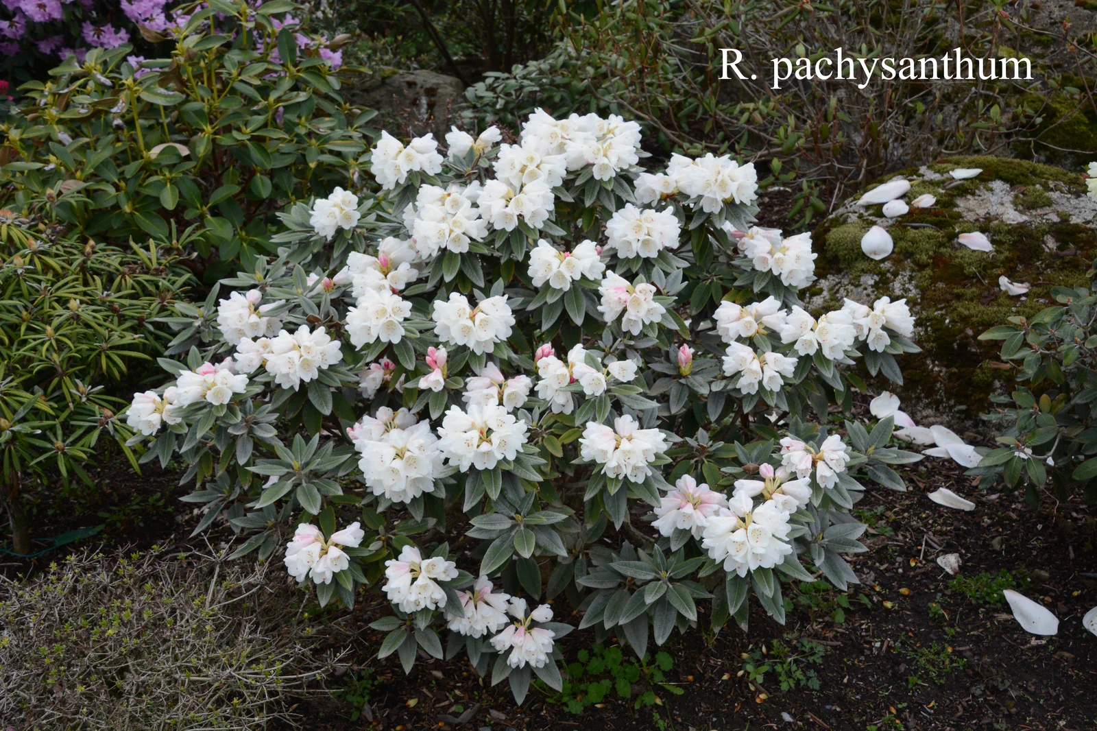 R. pachysanthum photo of R. pachysanthum. Location: Fearing's Farm Nursery, Abbotsford, BC, Canada. Photo by: Harold Fearing