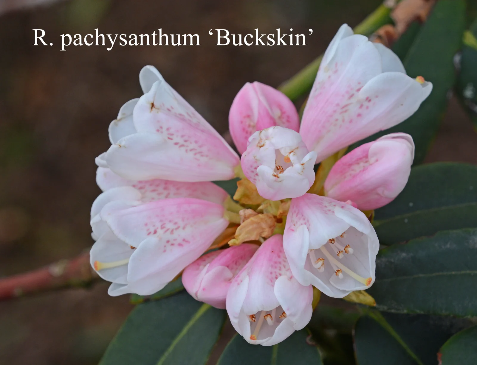 R. pachysanthum photo of R. pachysanthum. Location: Fearing's Farm Nursery, Abbotsford, BC, Canada. Photo by: Harold Fearing