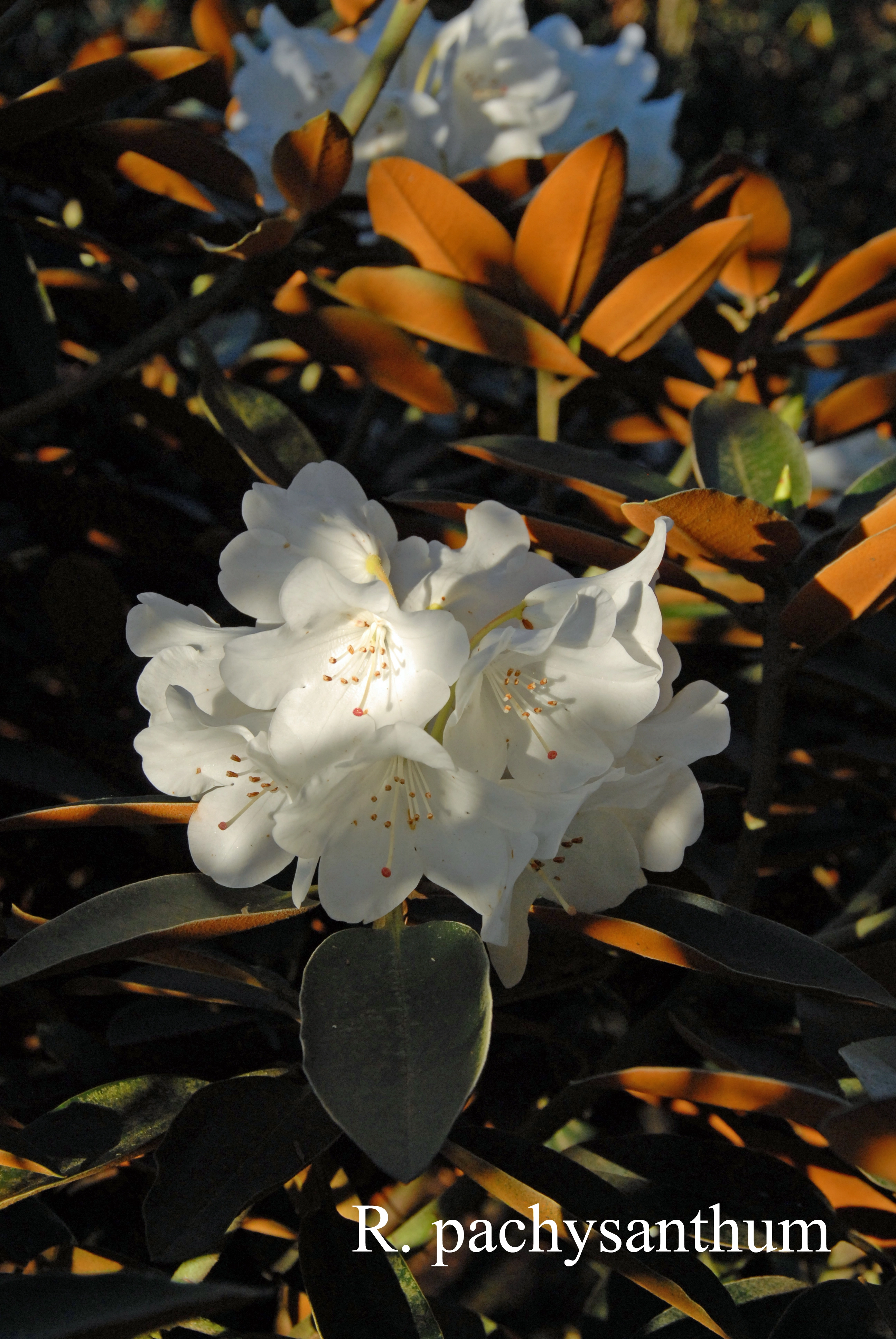 Rhododendron pachysanthum photo