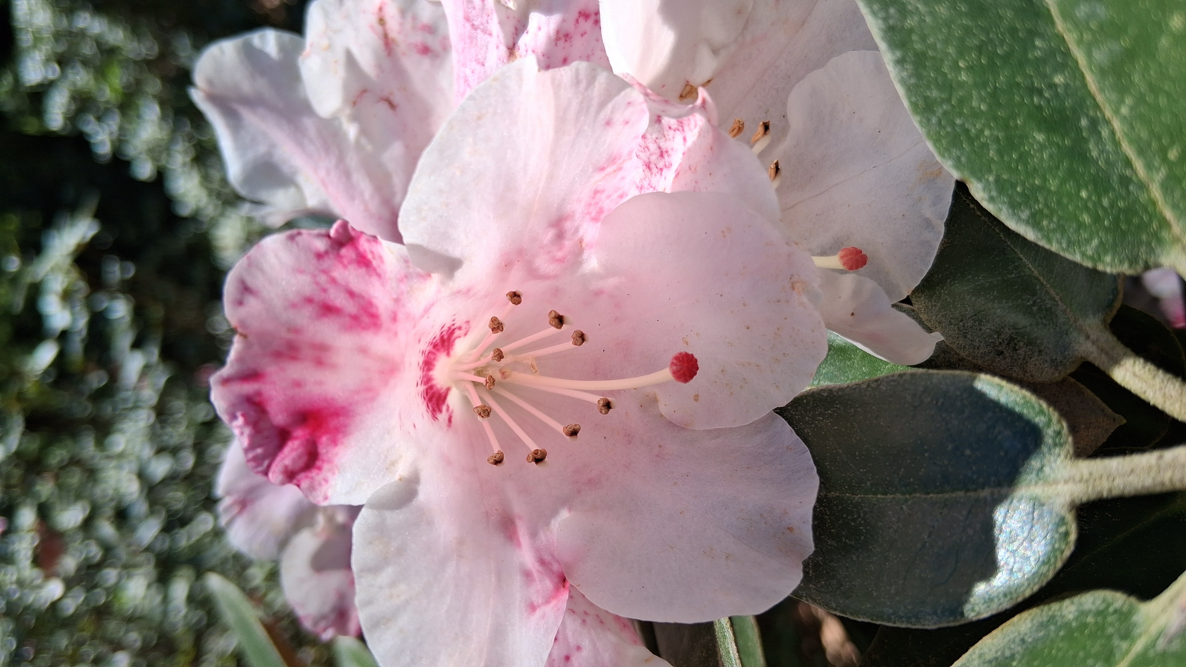 Rhododendron pachysanthum photo