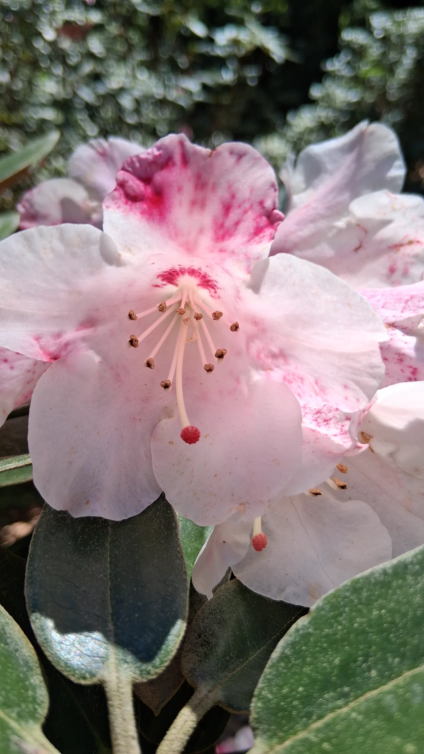 R. pachysanthum photo of R. pachysanthum. R. pachysanthum 'Pachy Bee' flower, blotch, stigma, and stamens.. Location: Rhododendron Species Botanical Garden. Photo by: Thatrhodylady