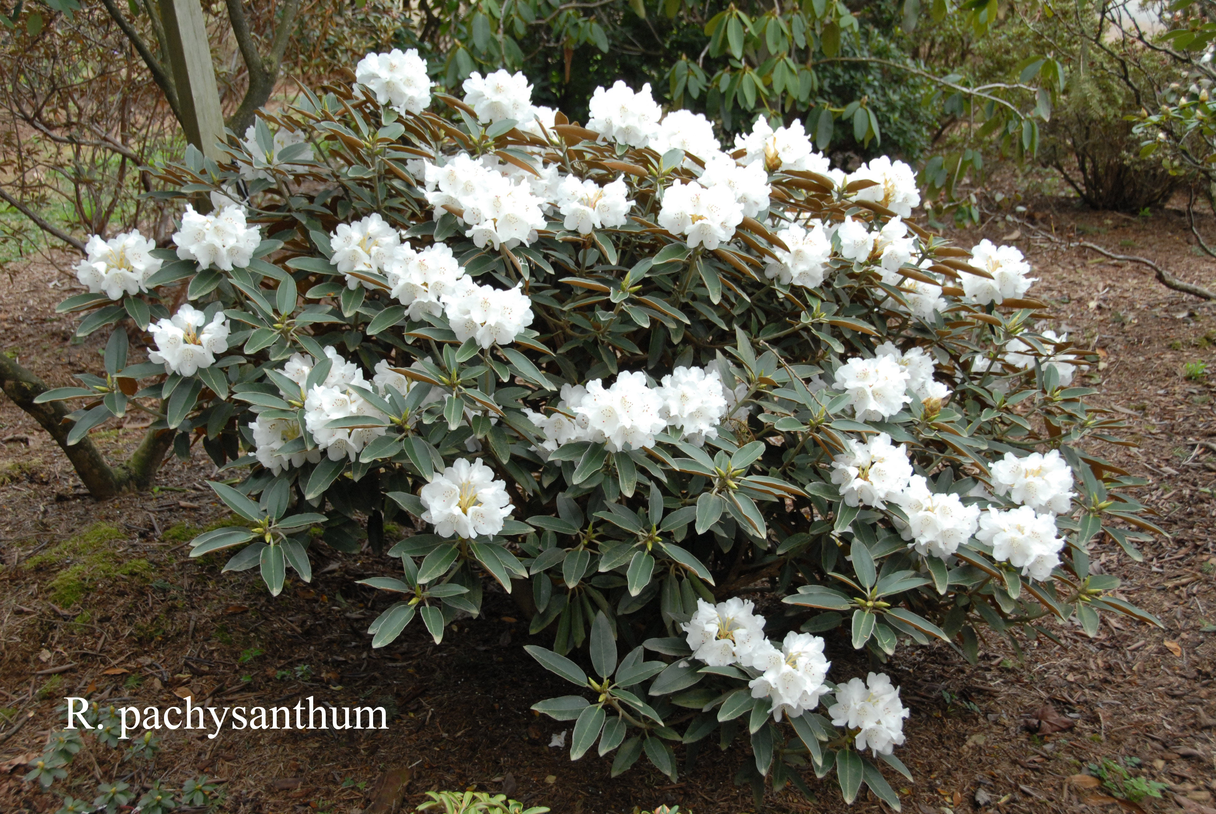 Rhododendron pachysanthum photo