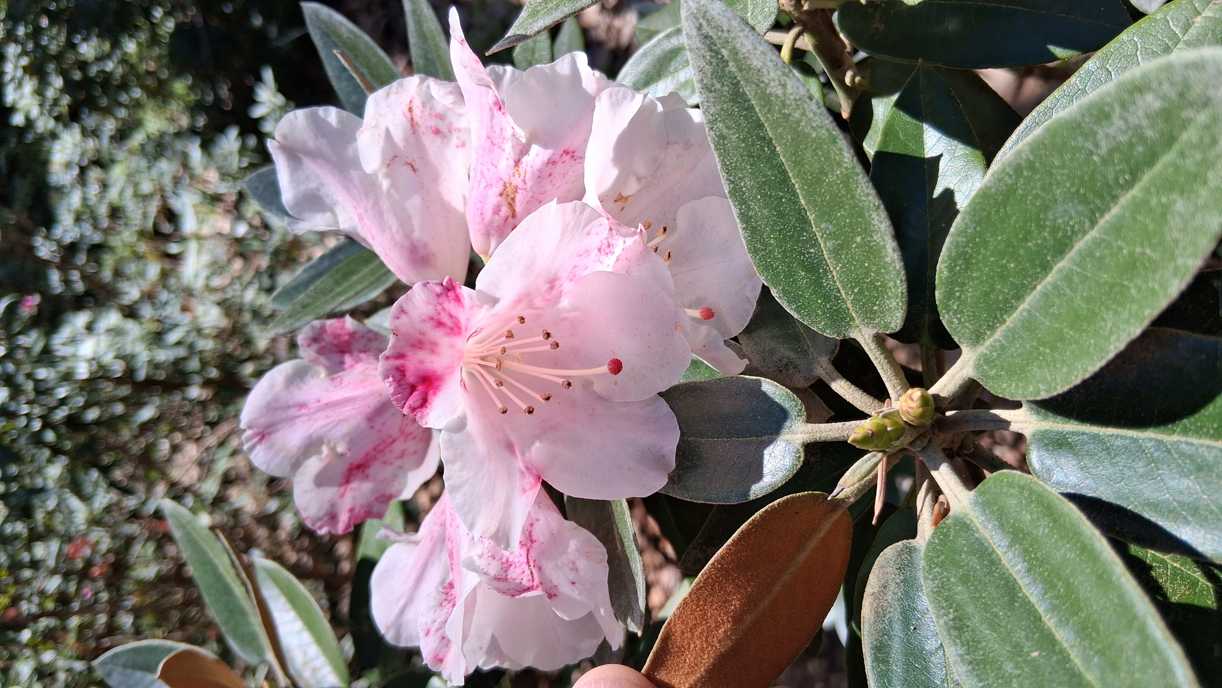 Rhododendron pachysanthum photo