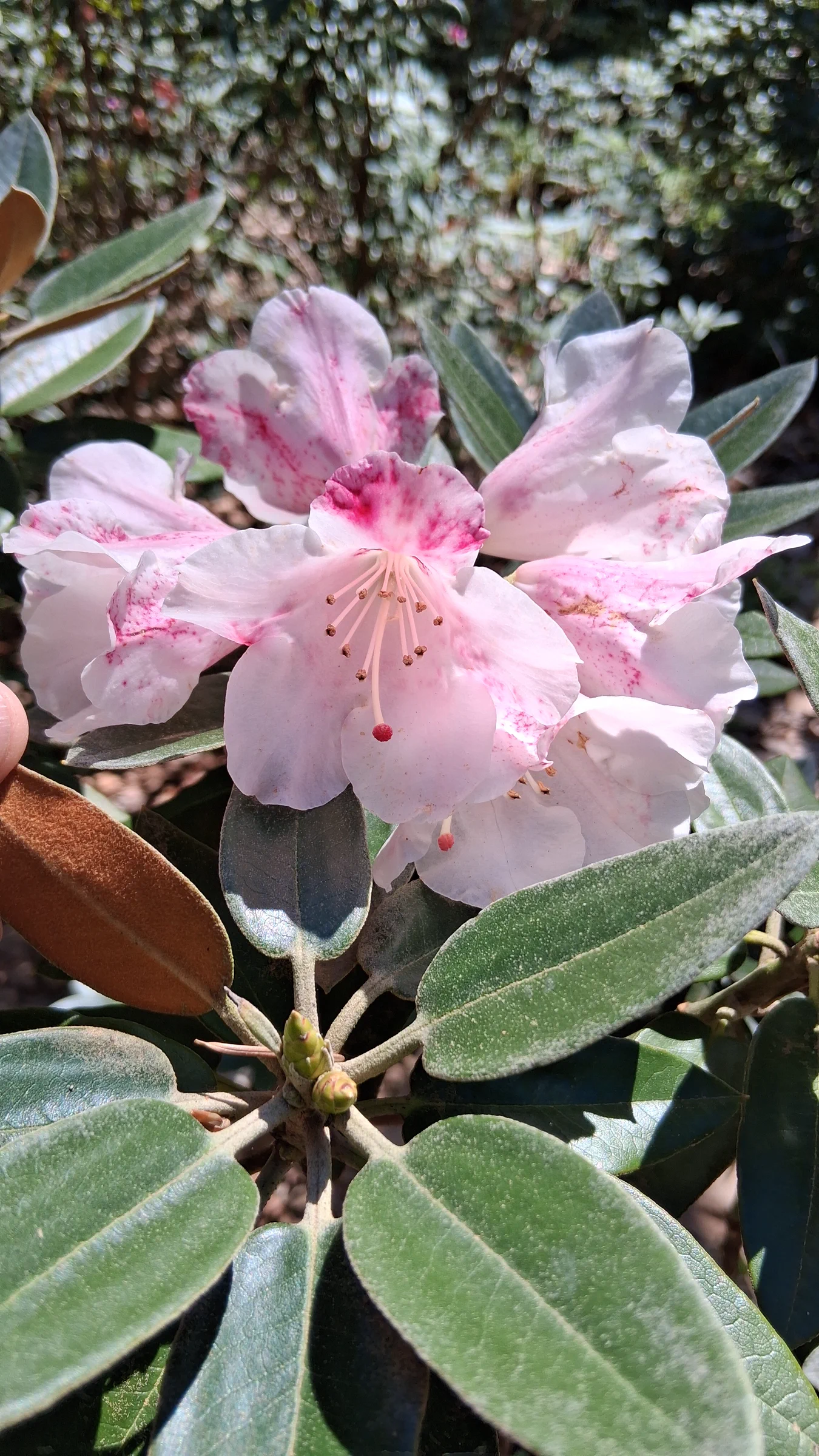 R. pachysanthum photo of R. pachysanthum. R. pachysanthum 'Pachy Bee' flowers and indumentum.. Location: Rhododendron Species Botanical Garden. Photo by: Thatrhodylady