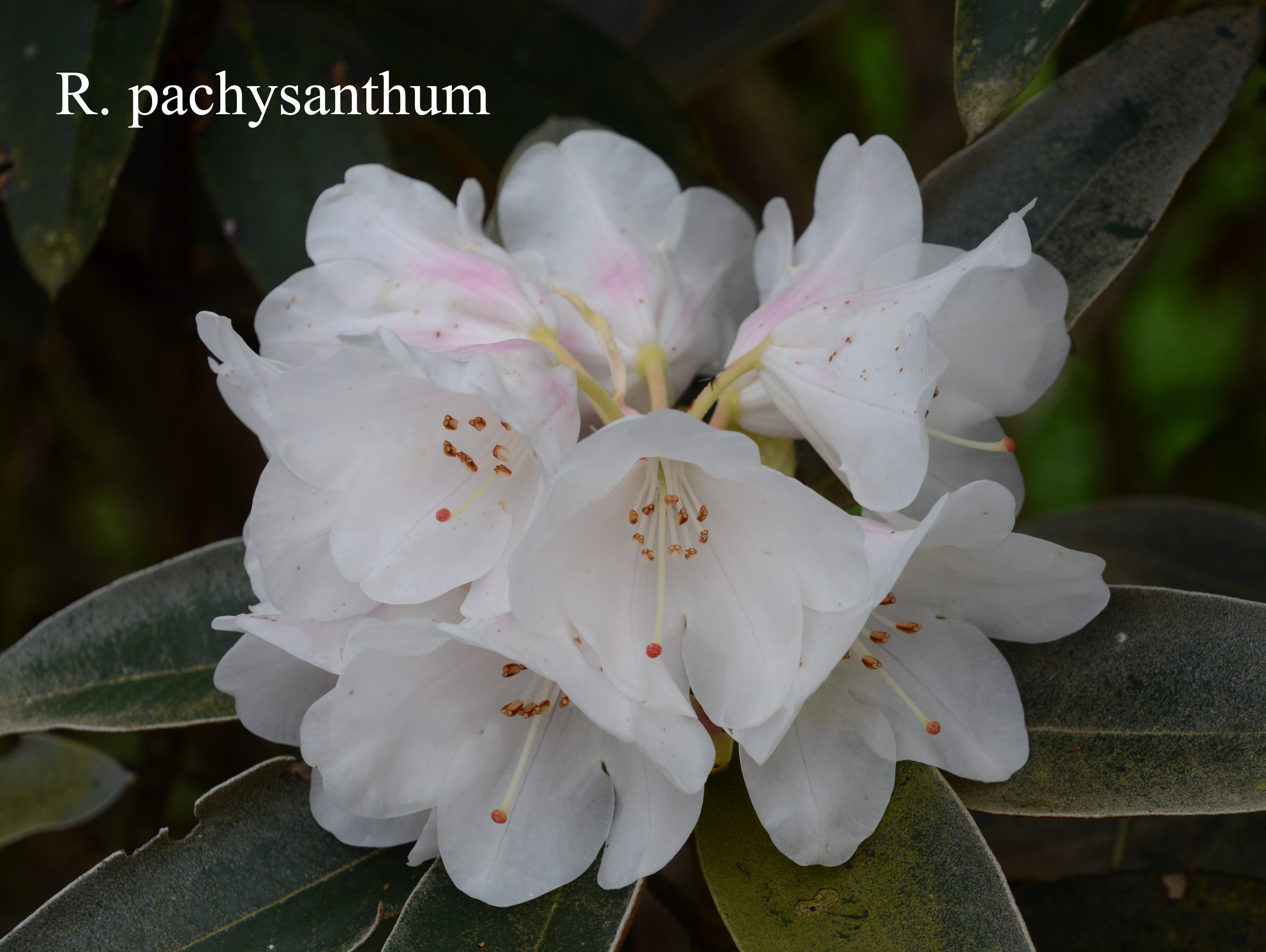 Rhododendron pachysanthum photo