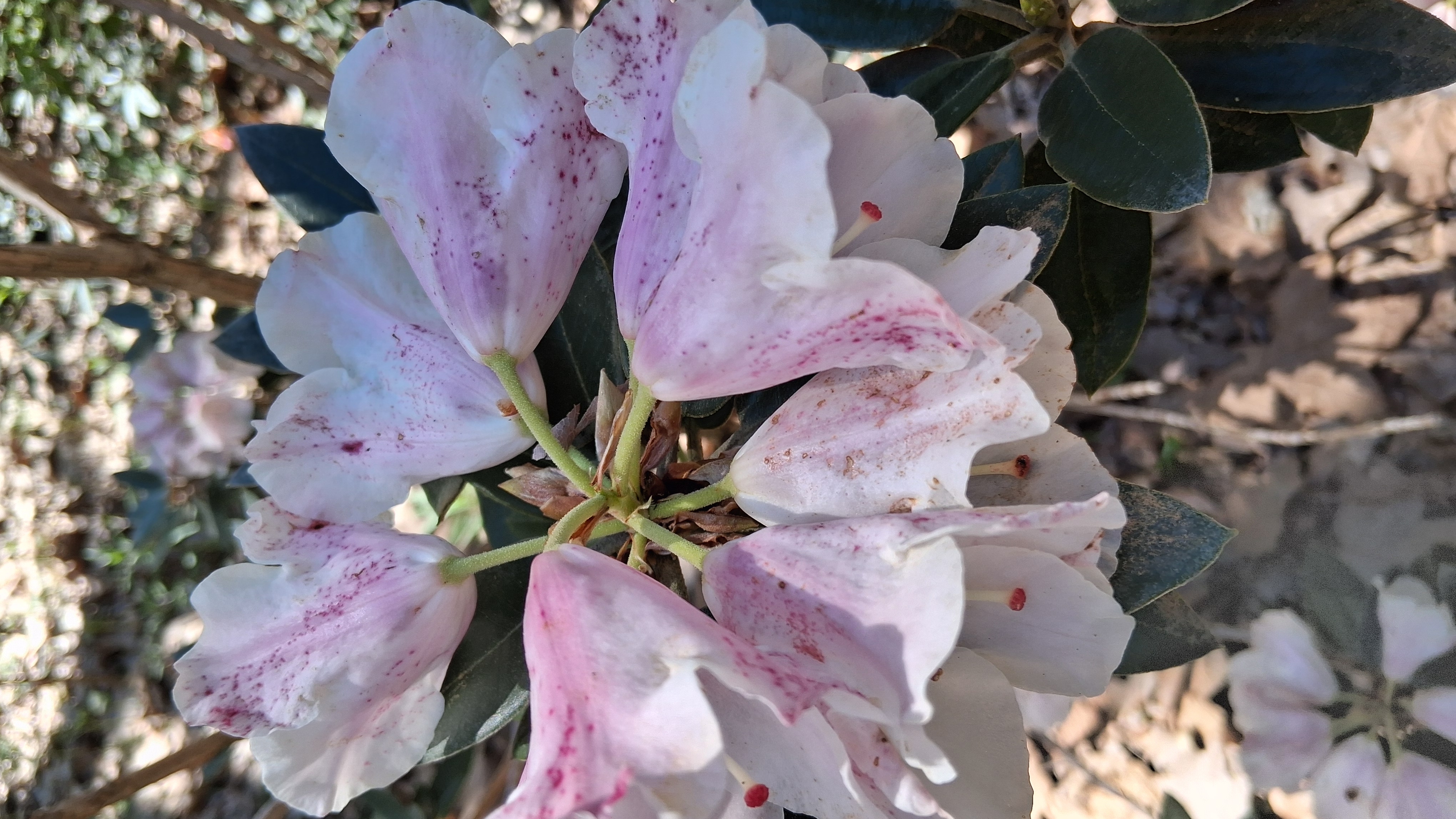 Rhododendron pachysanthum photo