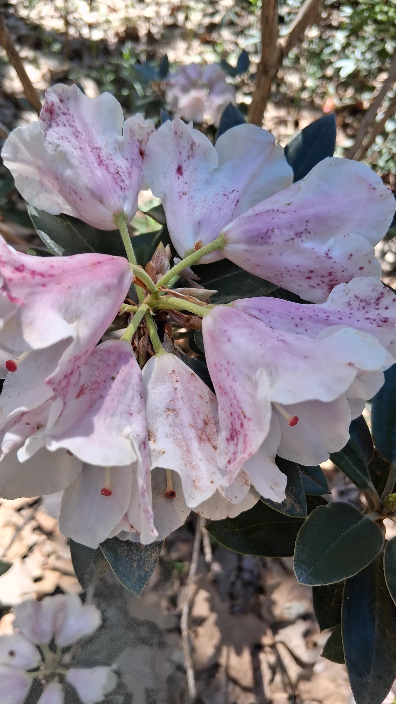 R. pachysanthum photo of R. pachysanthum. R. pachysanthum 'Pachy Bee' pedicel, corolla tube and lobes.. Location: Rhododendron Species Botanical Garden. Photo by: Thatrhodylady
