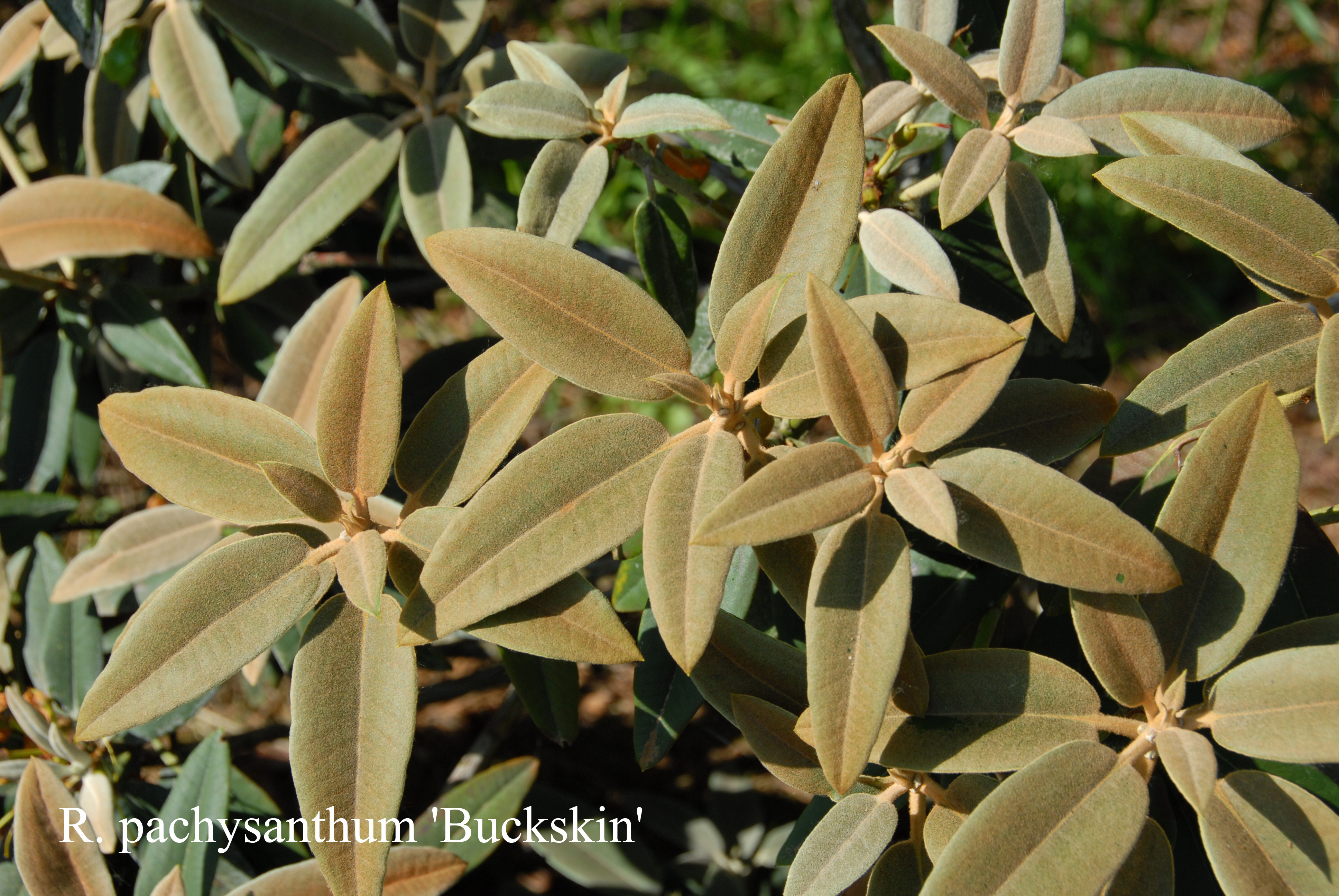 Rhododendron pachysanthum photo