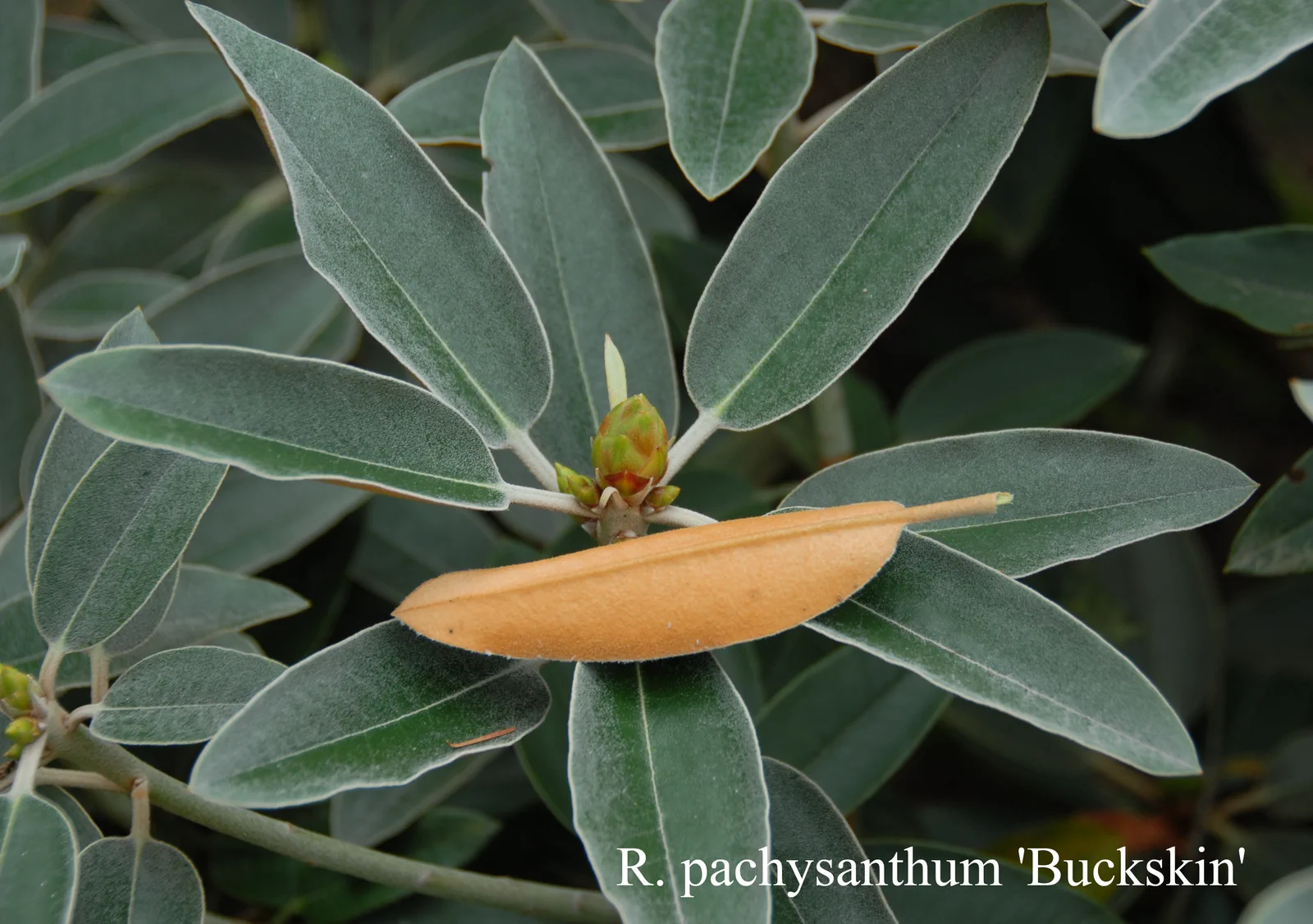 R. pachysanthum photo of R. pachysanthum. Leaves. Location: Fearing's Farm Nursery, Abbotsford, BC, Canada. Photo by: Harold Fearing