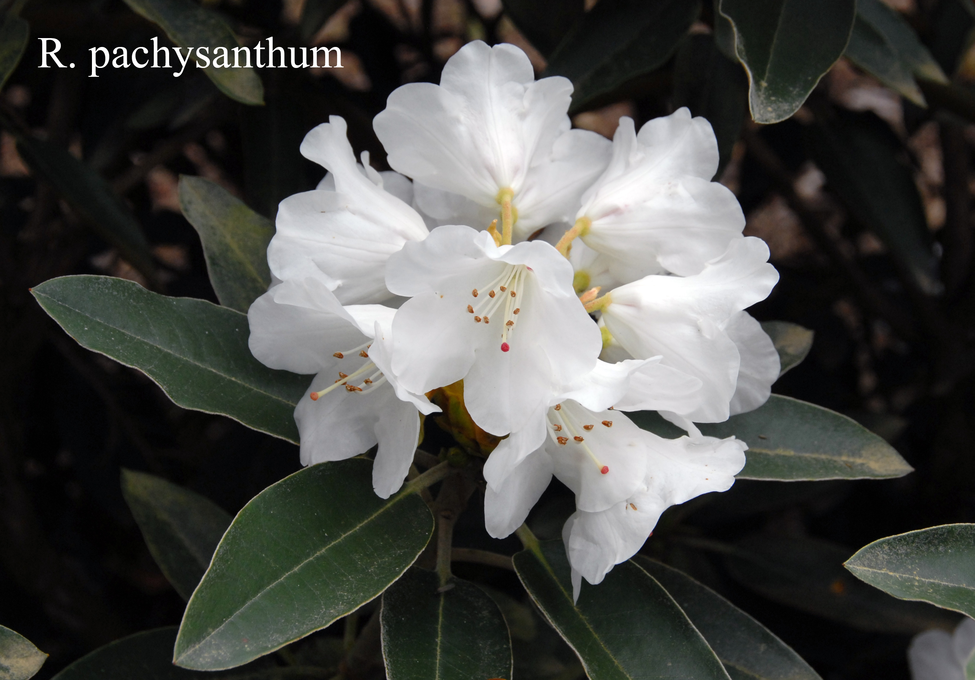 Rhododendron pachysanthum photo
