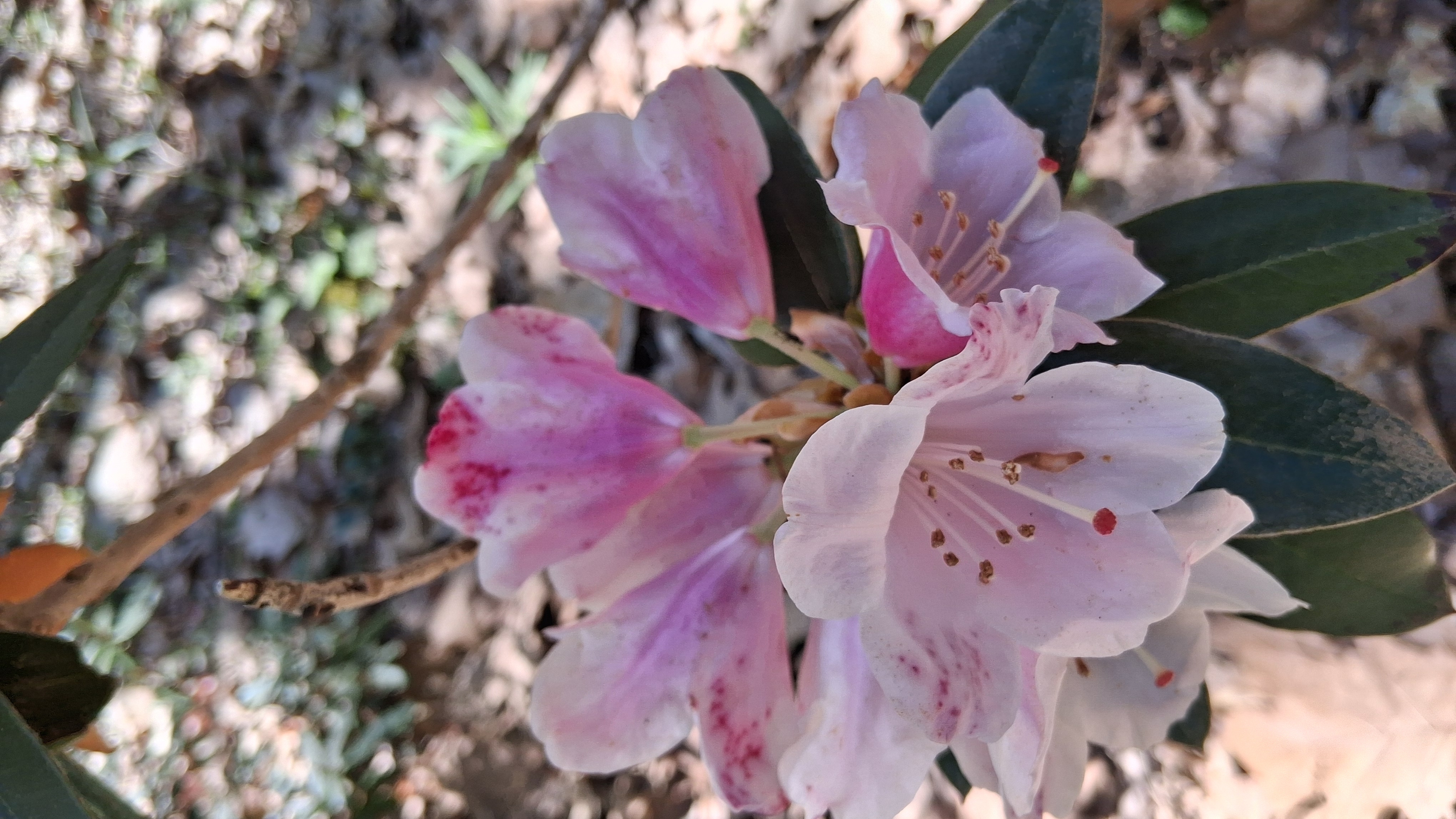 Rhododendron pachysanthum photo
