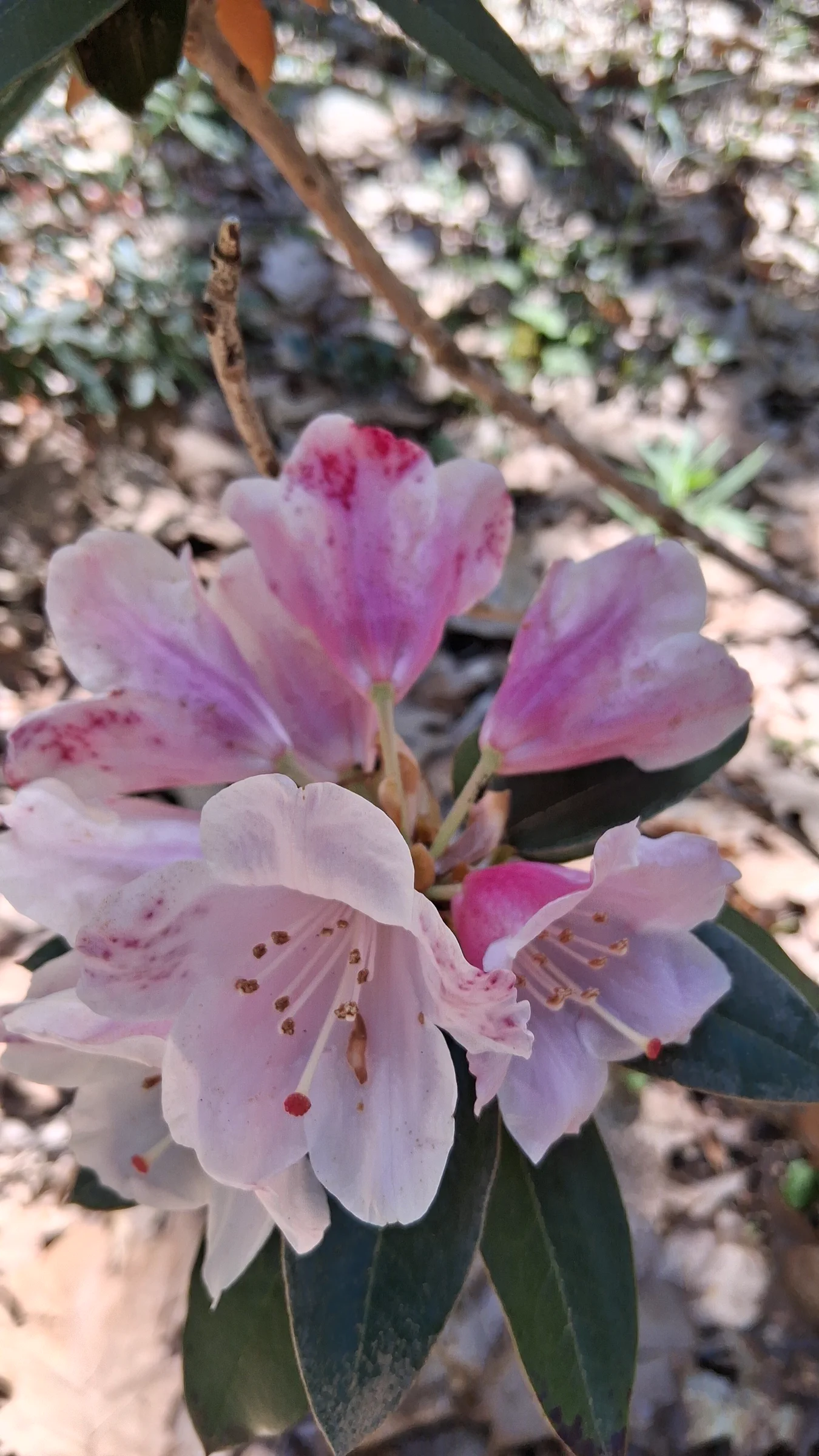 R. pachysanthum photo of R. pachysanthum. R. pachysanthum 'Pachy Bee' flowers.. Location: Rhododendron Species Botanical Garden. Photo by: Thatrhodylady