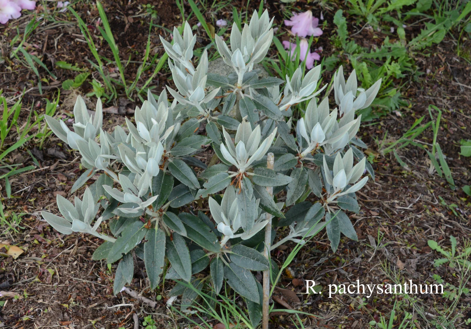 R. pachysanthum photo of R. pachysanthum. New growth. Location: Fearing's Farm Nursery, Abbotsford, BC, Canada. Photo by: Harold Fearing