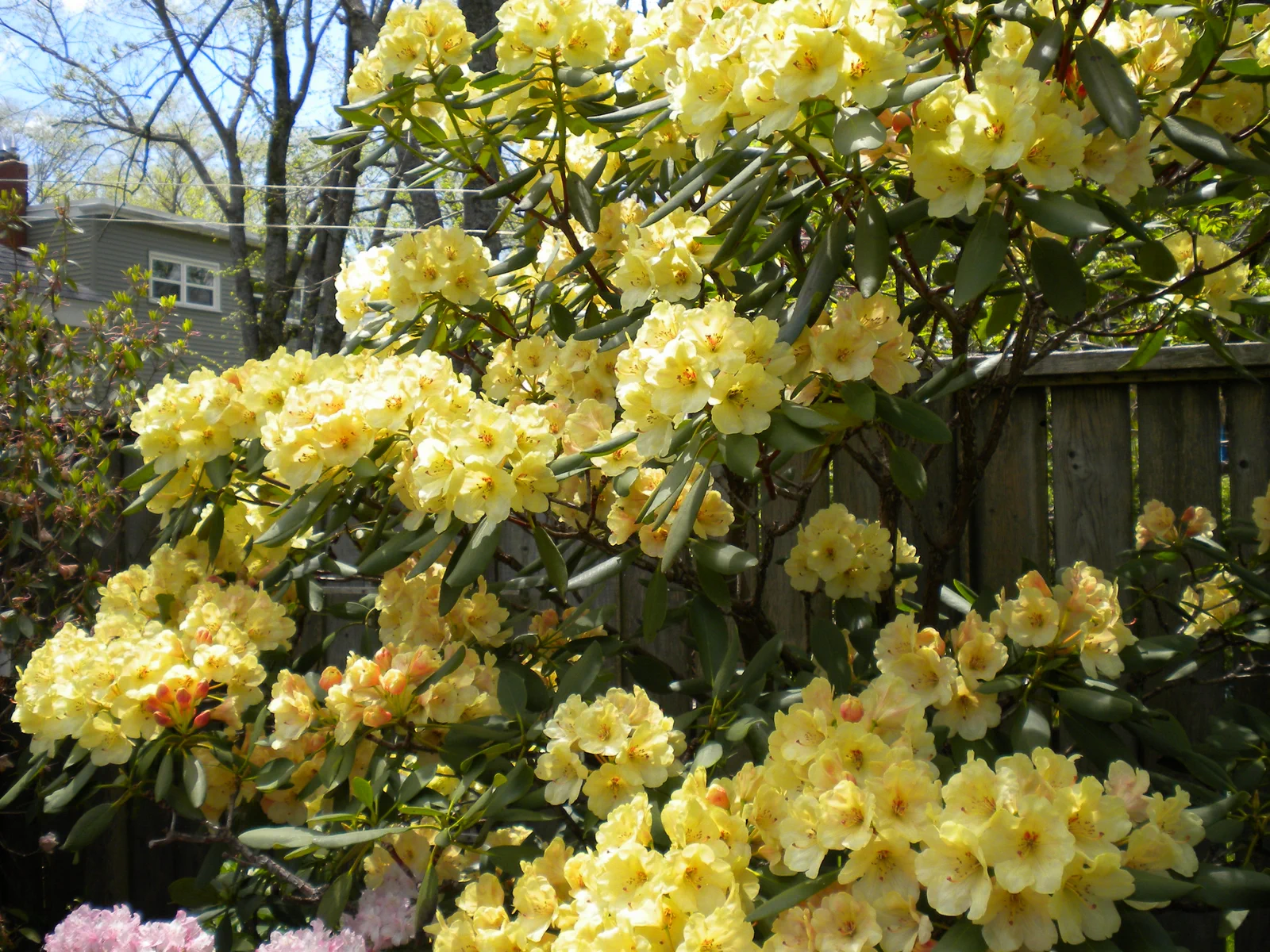 R. 'Vinecrest' photo of R. 'Vinecrest'. Location: Halifax, Nova Scotia. Photo by: John Weagle