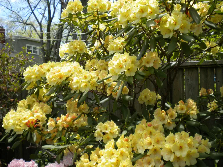 Photo of R. 'Vinecrest', Rhododendron Hybrid