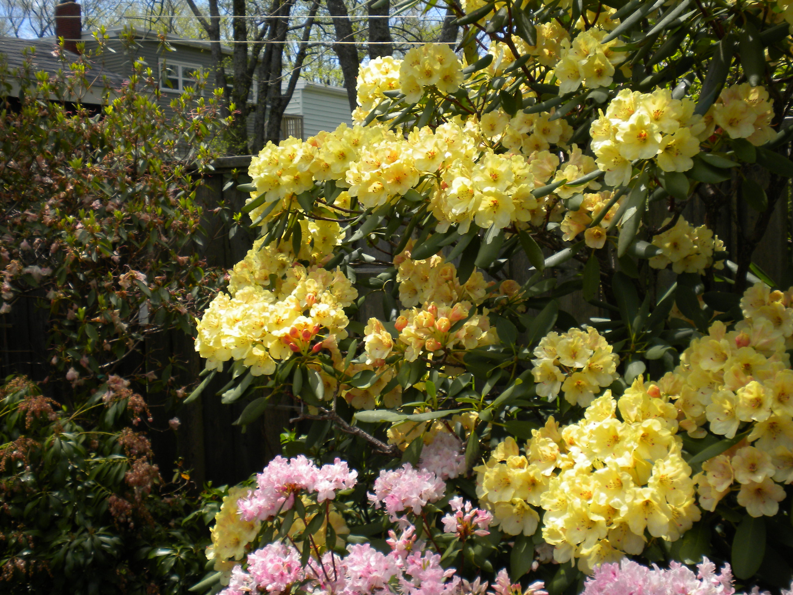 Rhododendron Vinecrest photo
