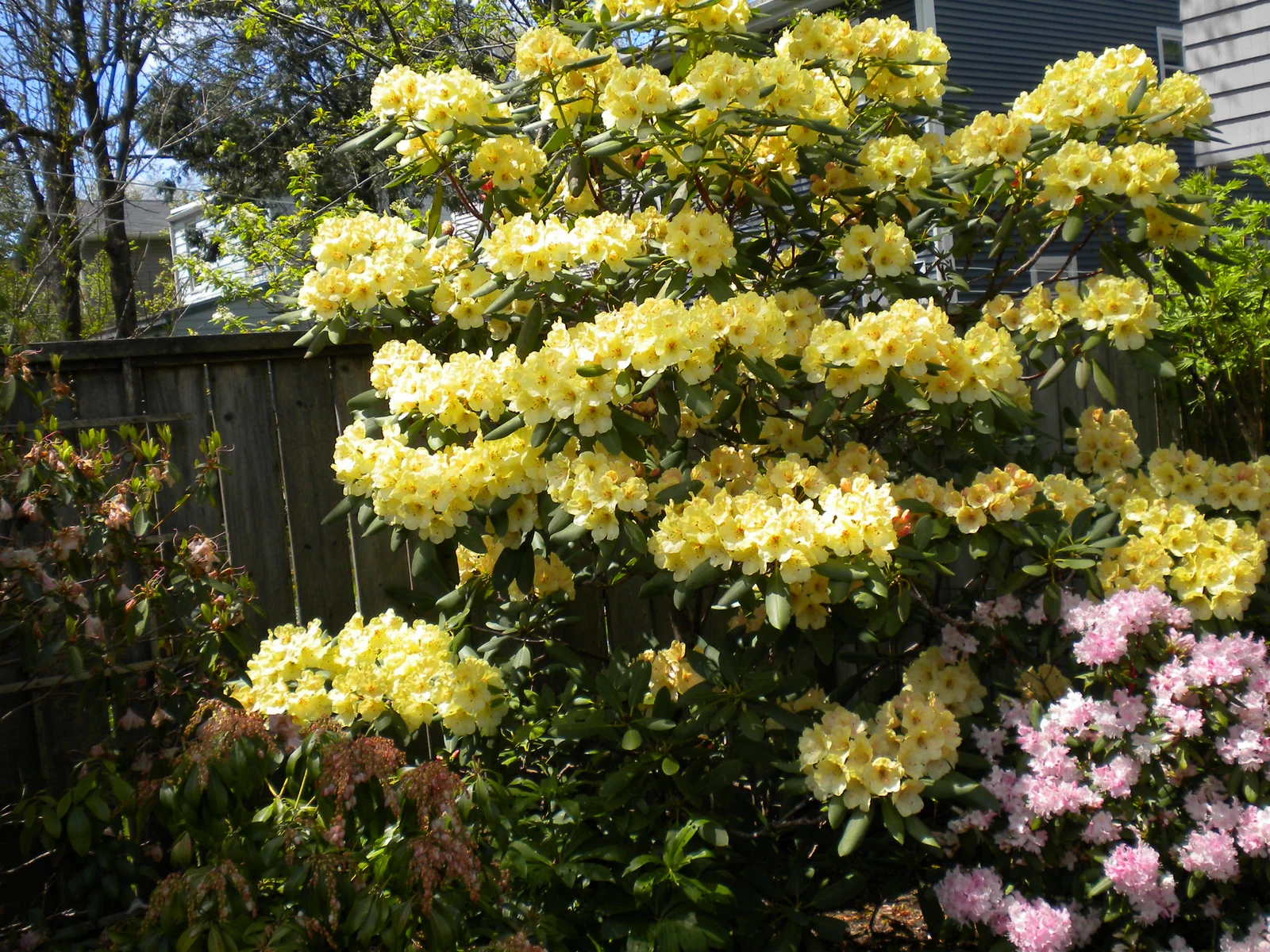 R. 'Vinecrest' photo of R. 'Vinecrest'. Location: Halifax, Nova Scotia. Photo by: John Weagle