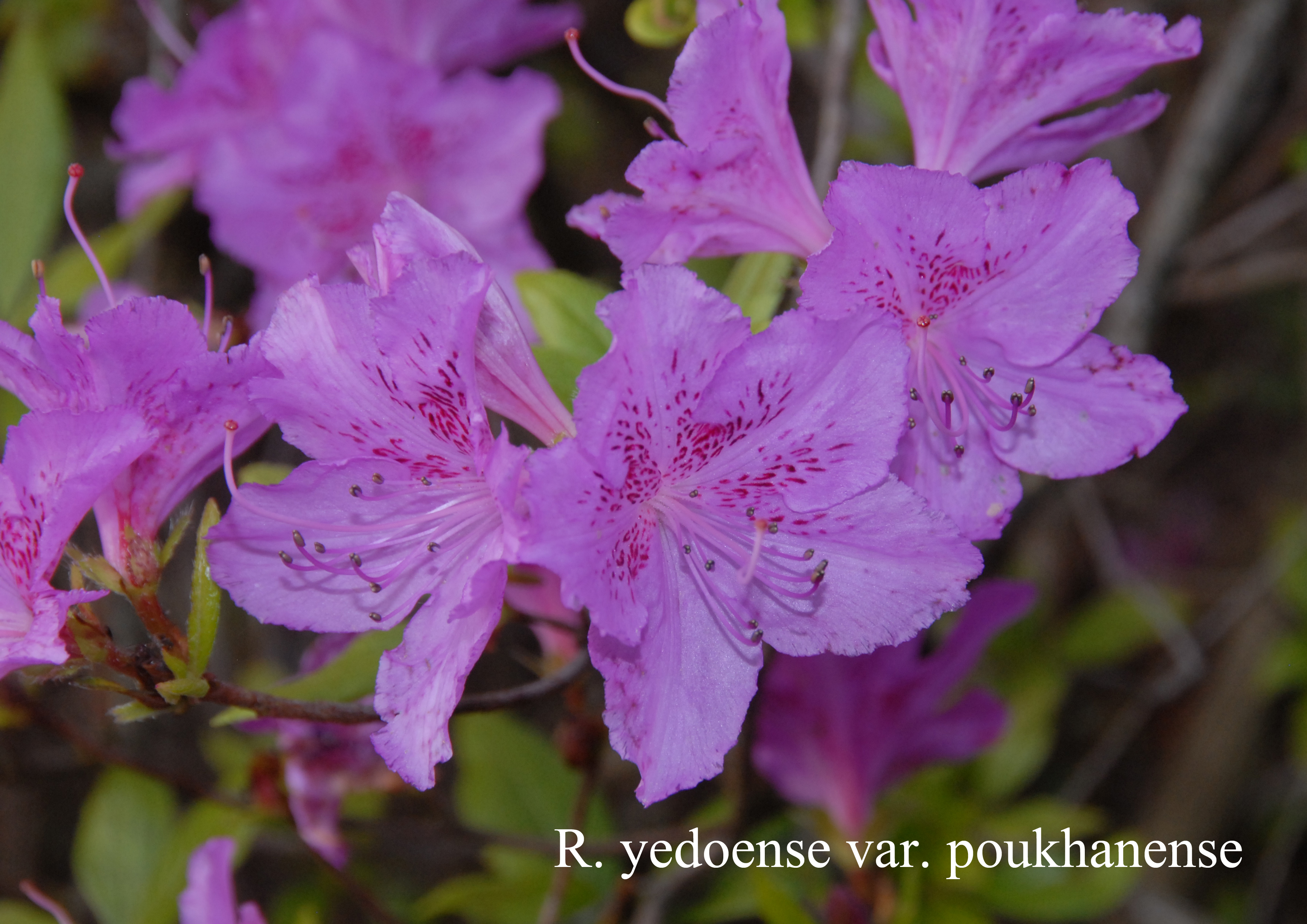 Rhododendron yedoense var poukhanense photo