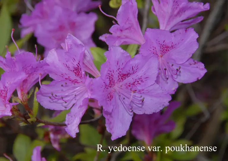 Photo of R. yedoense var poukhanense, Species