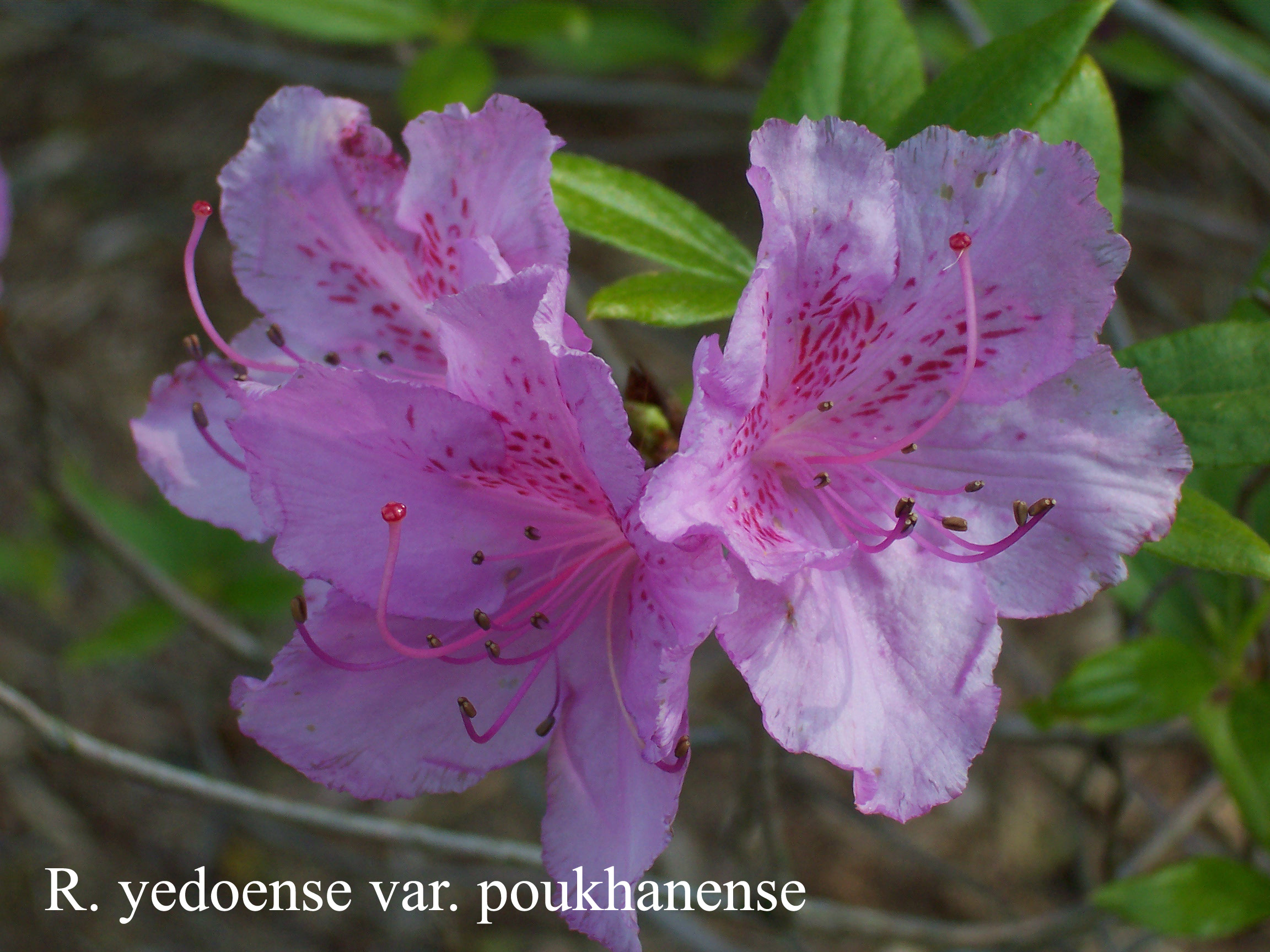 Rhododendron yedoense var poukhanense photo