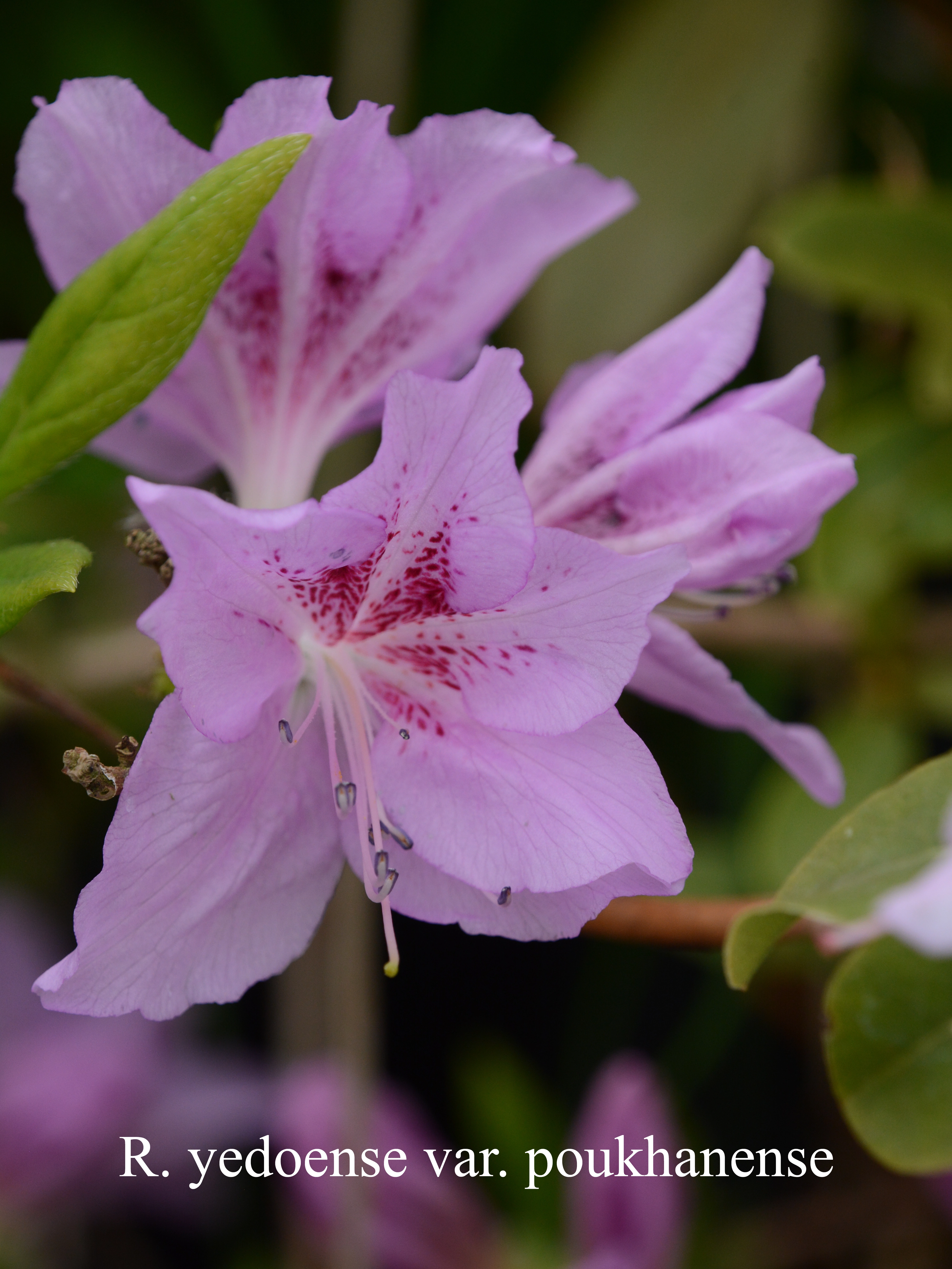 Rhododendron yedoense var poukhanense photo