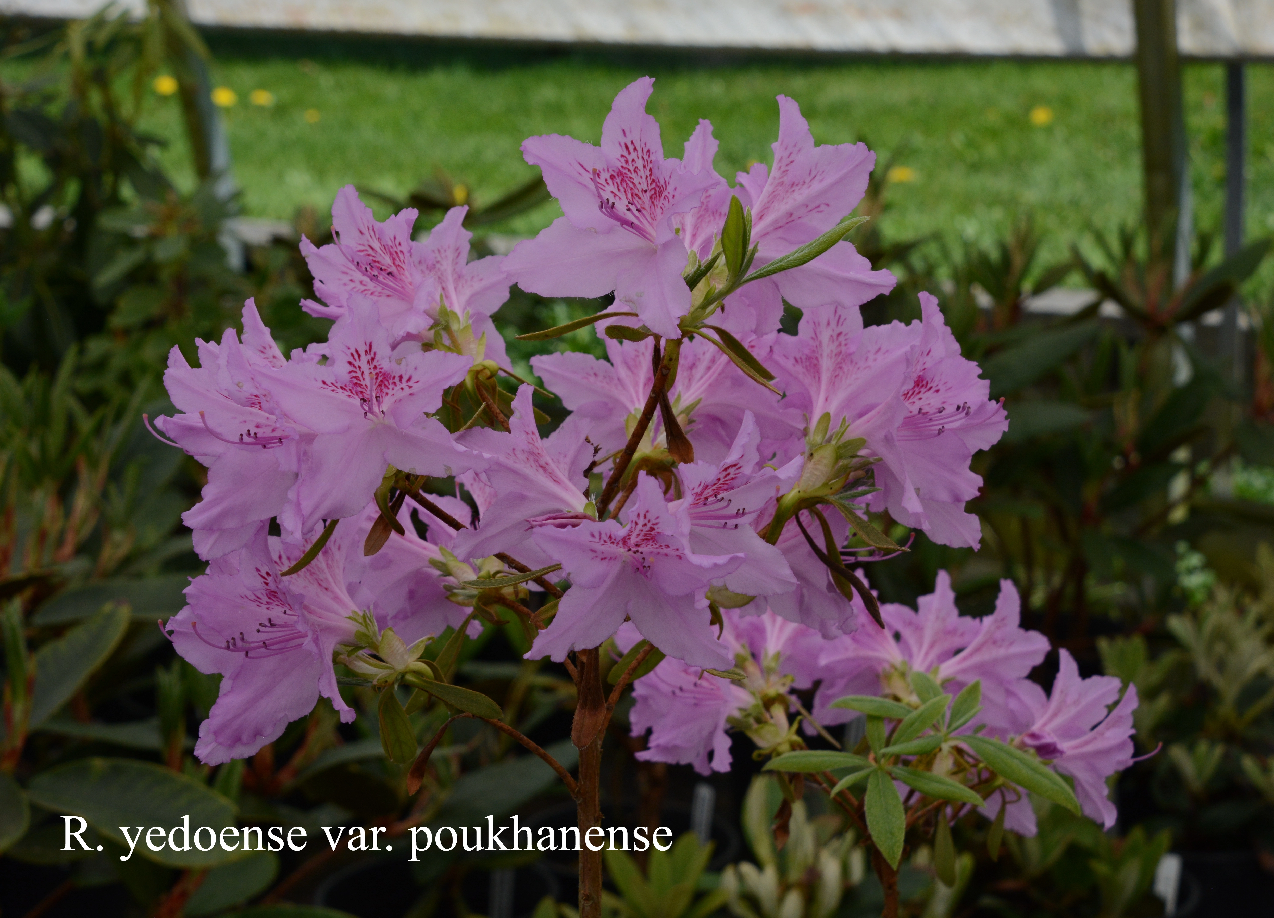 Rhododendron yedoense var poukhanense photo