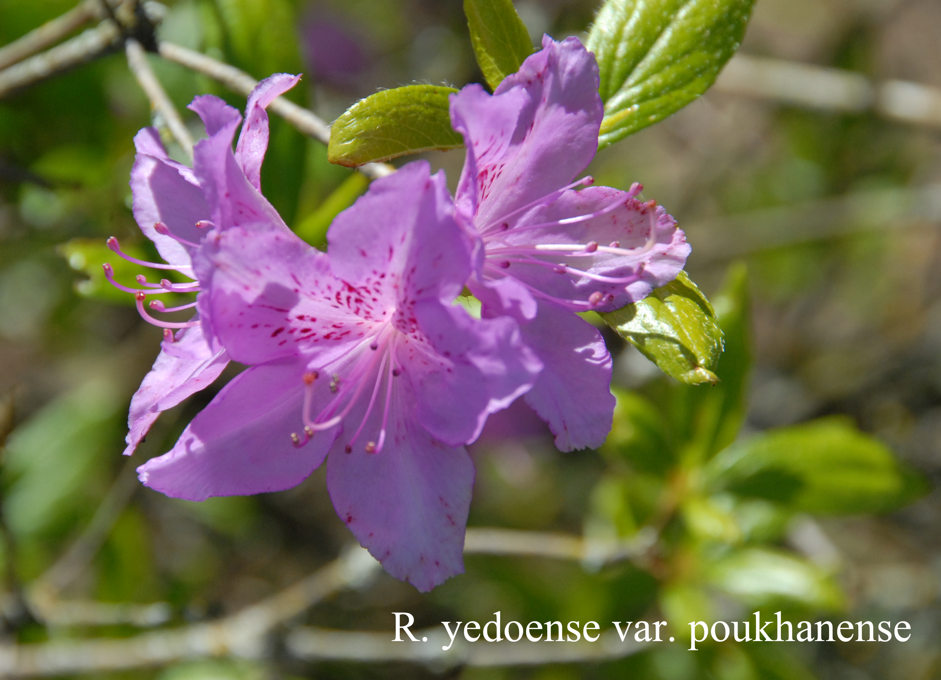 Rhododendron yedoense var poukhanense photo